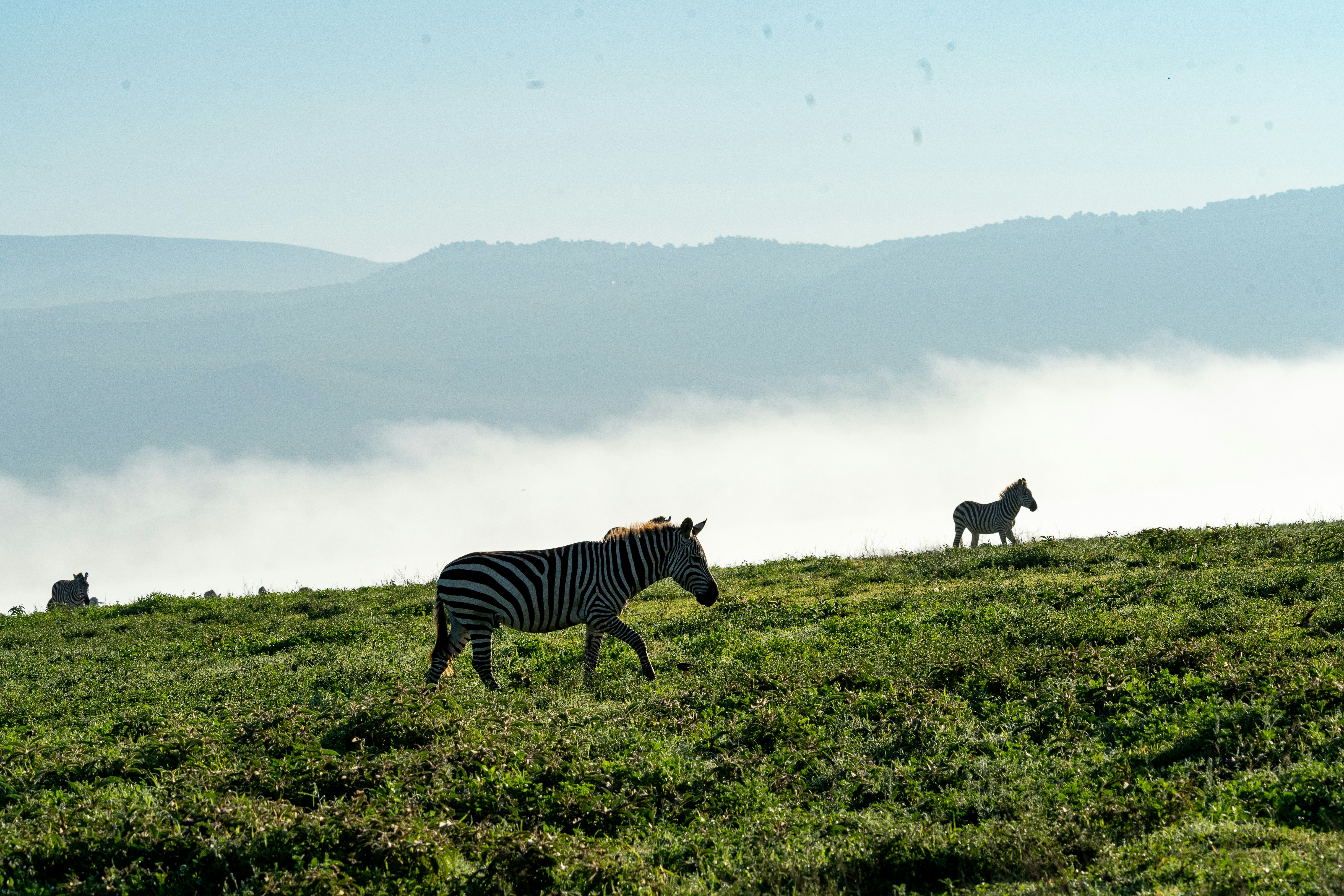 Two zebras are standing on a grassy hill