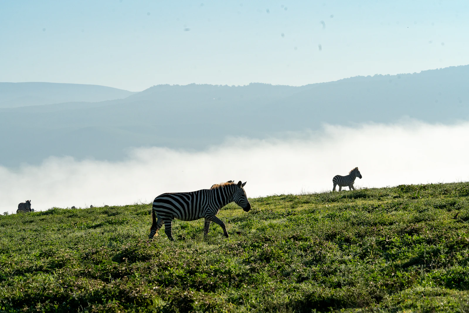 Singita Milele