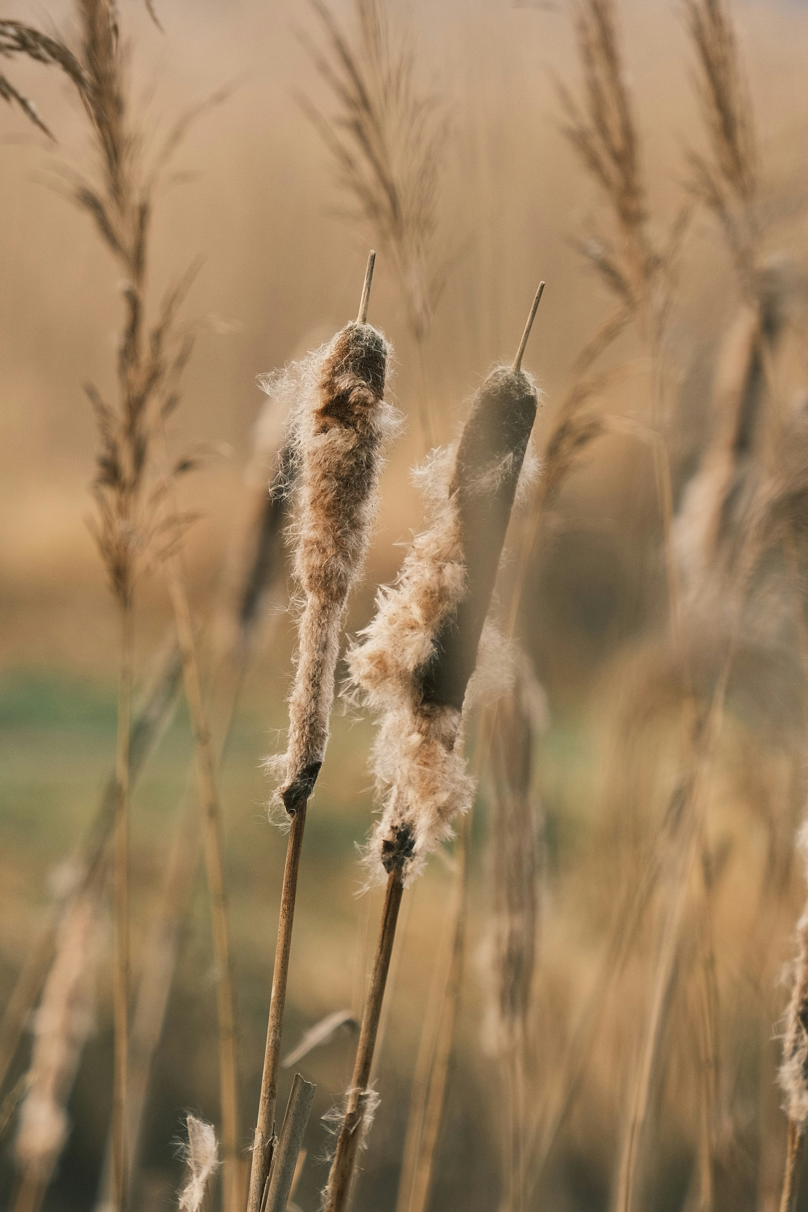 A close up of a bunch of tall grass