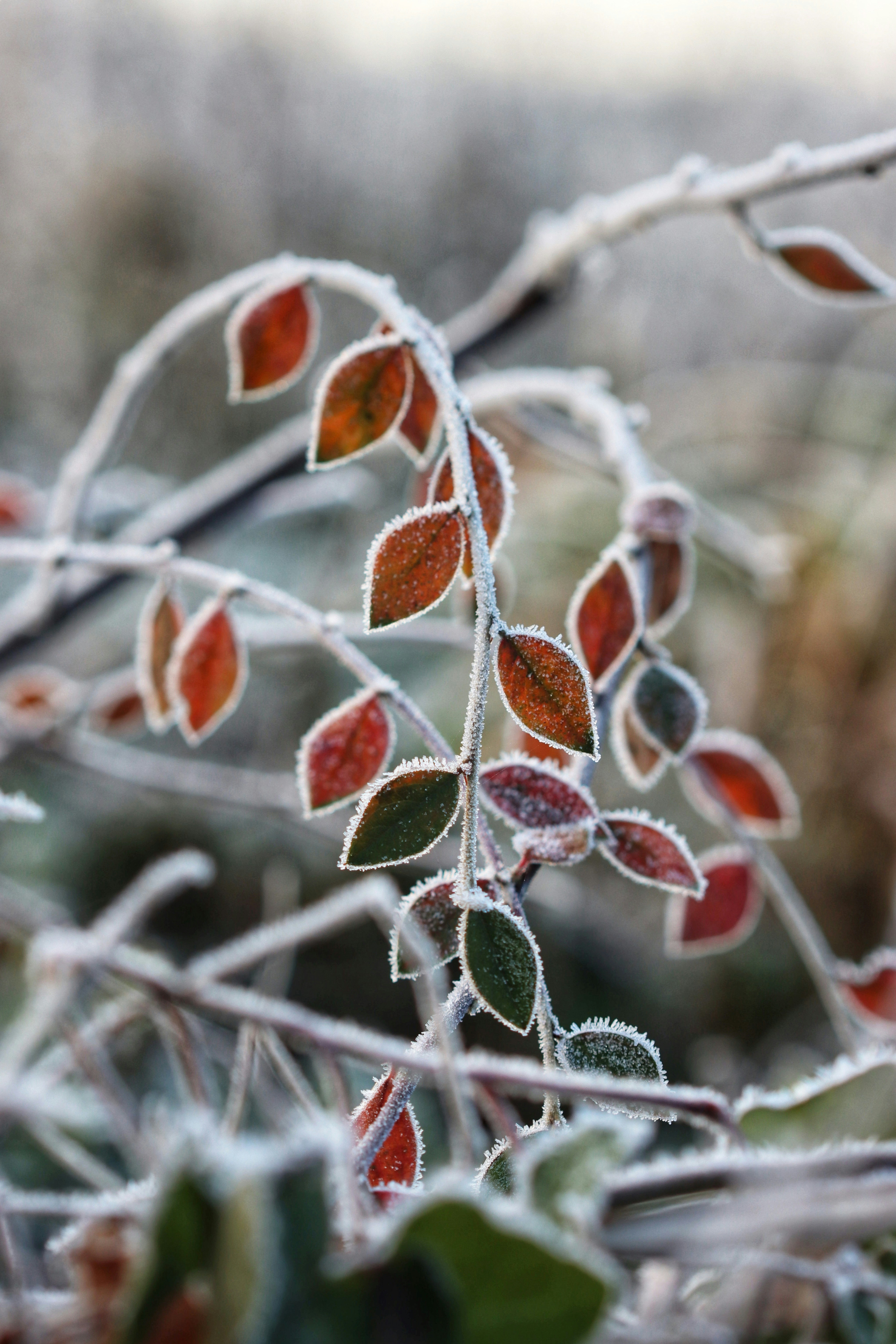 Photo by sarahhongerloot