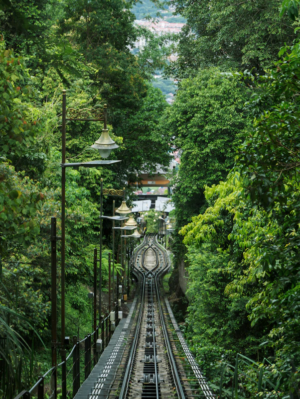 A train traveling through a lush green forest