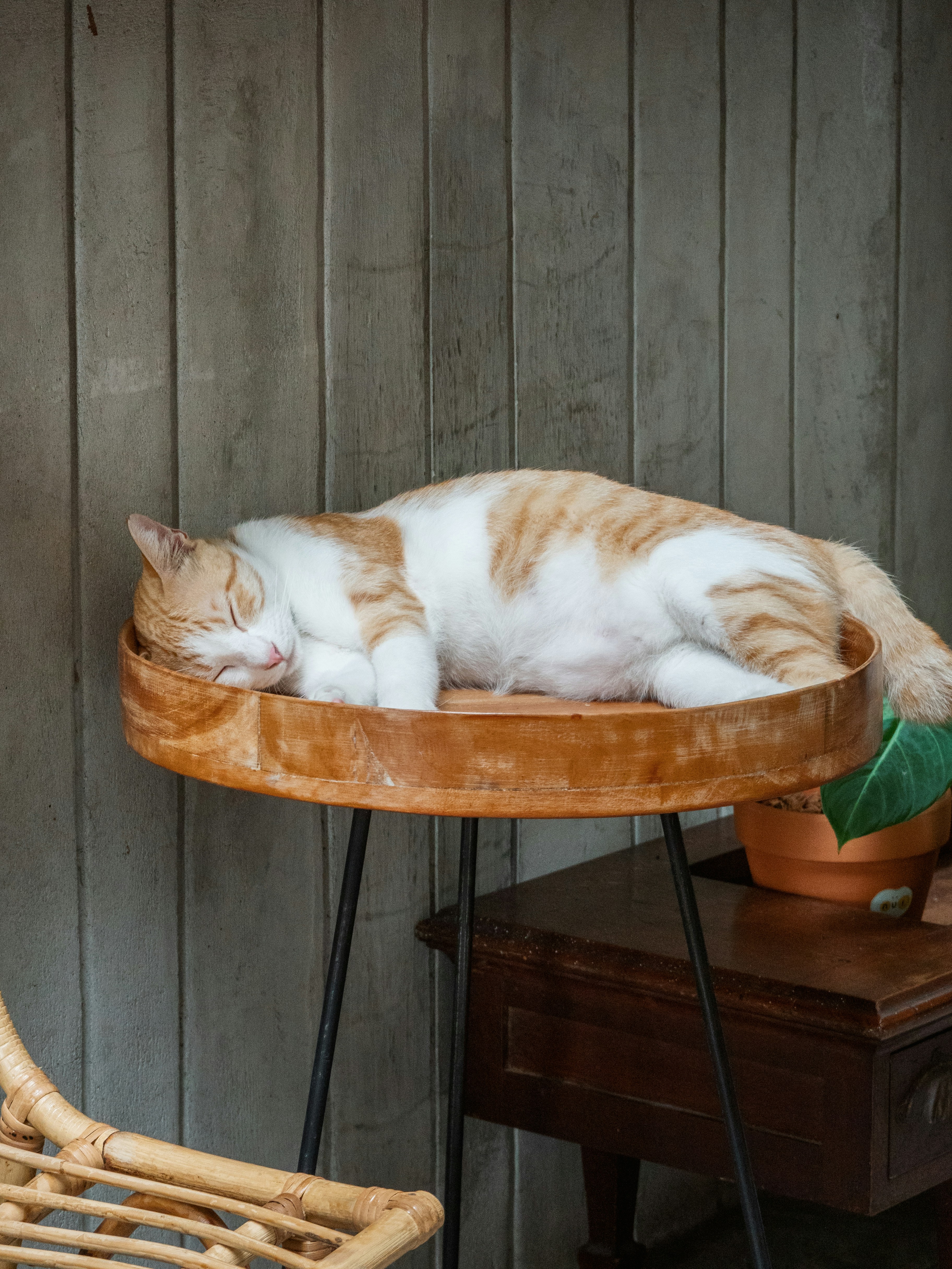 A cat sleeping on top of a wooden table