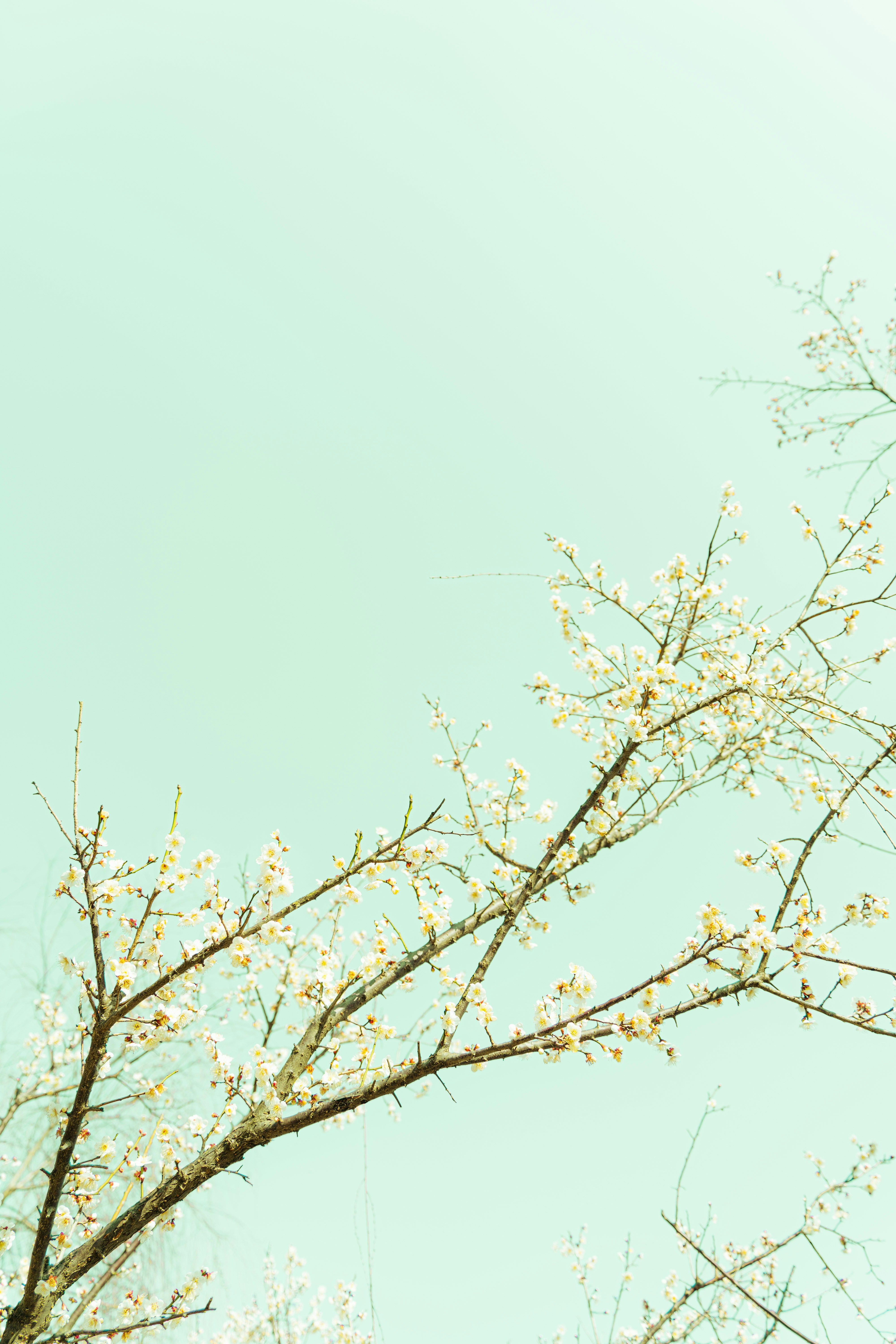 Photo by xiexianghua