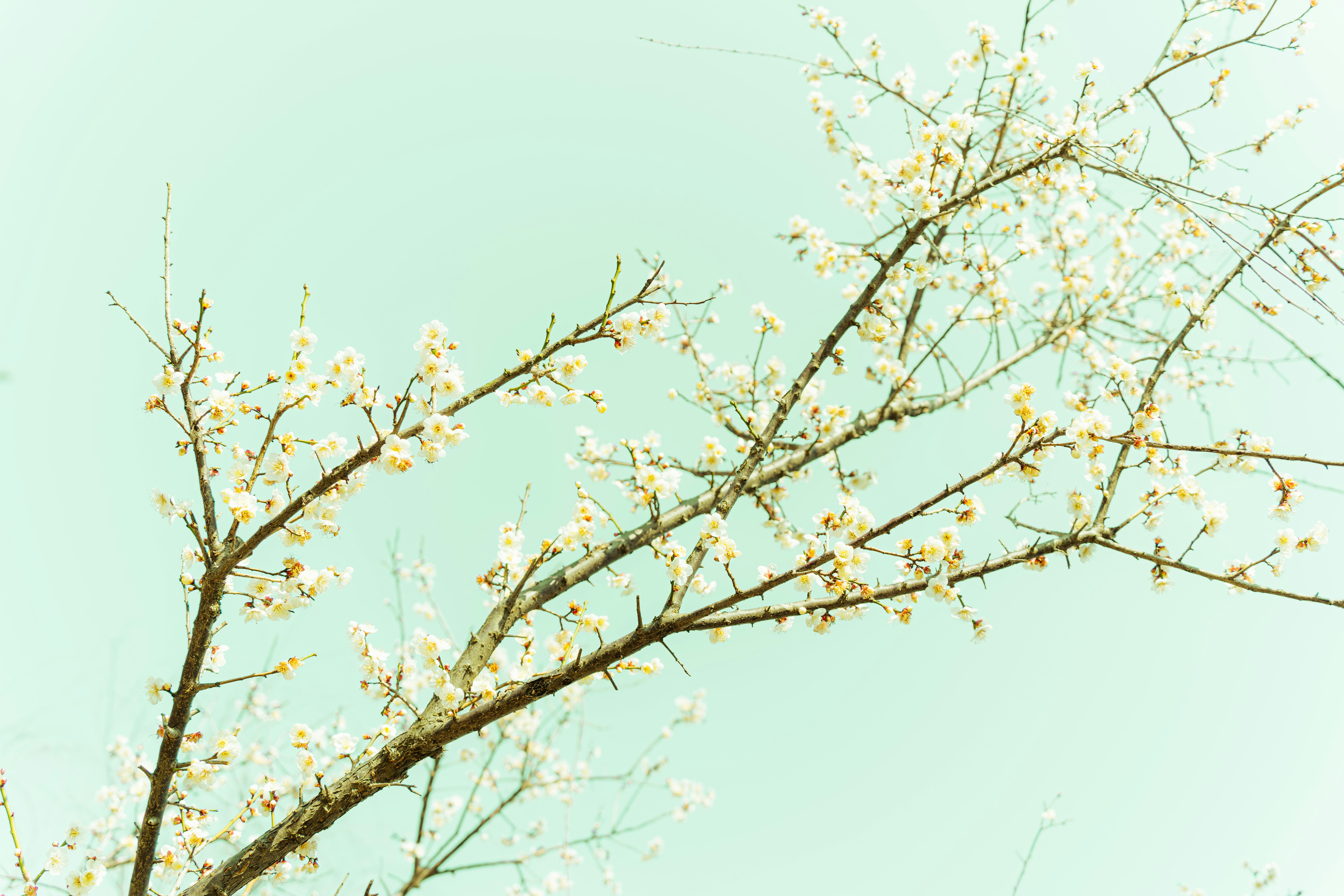 Photo by xiexianghua