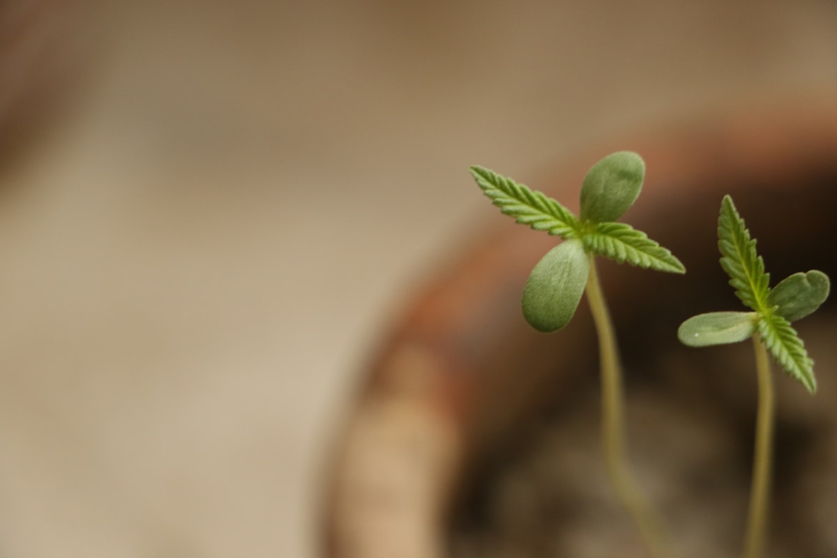 Young cannabis seedlings emerging from soil