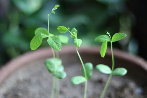 A close up of two small plants in a pot