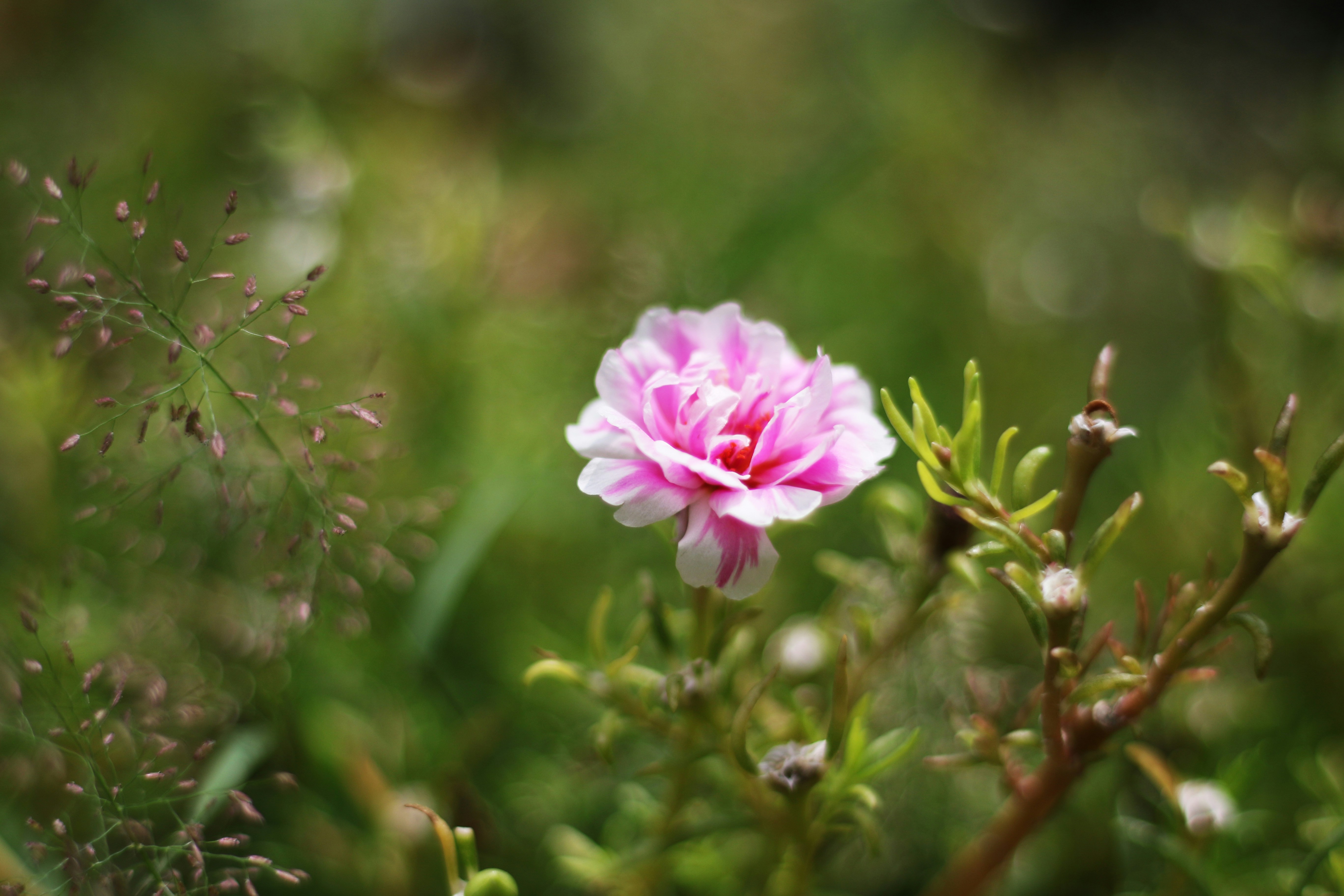 A single pink flower in the middle of a field