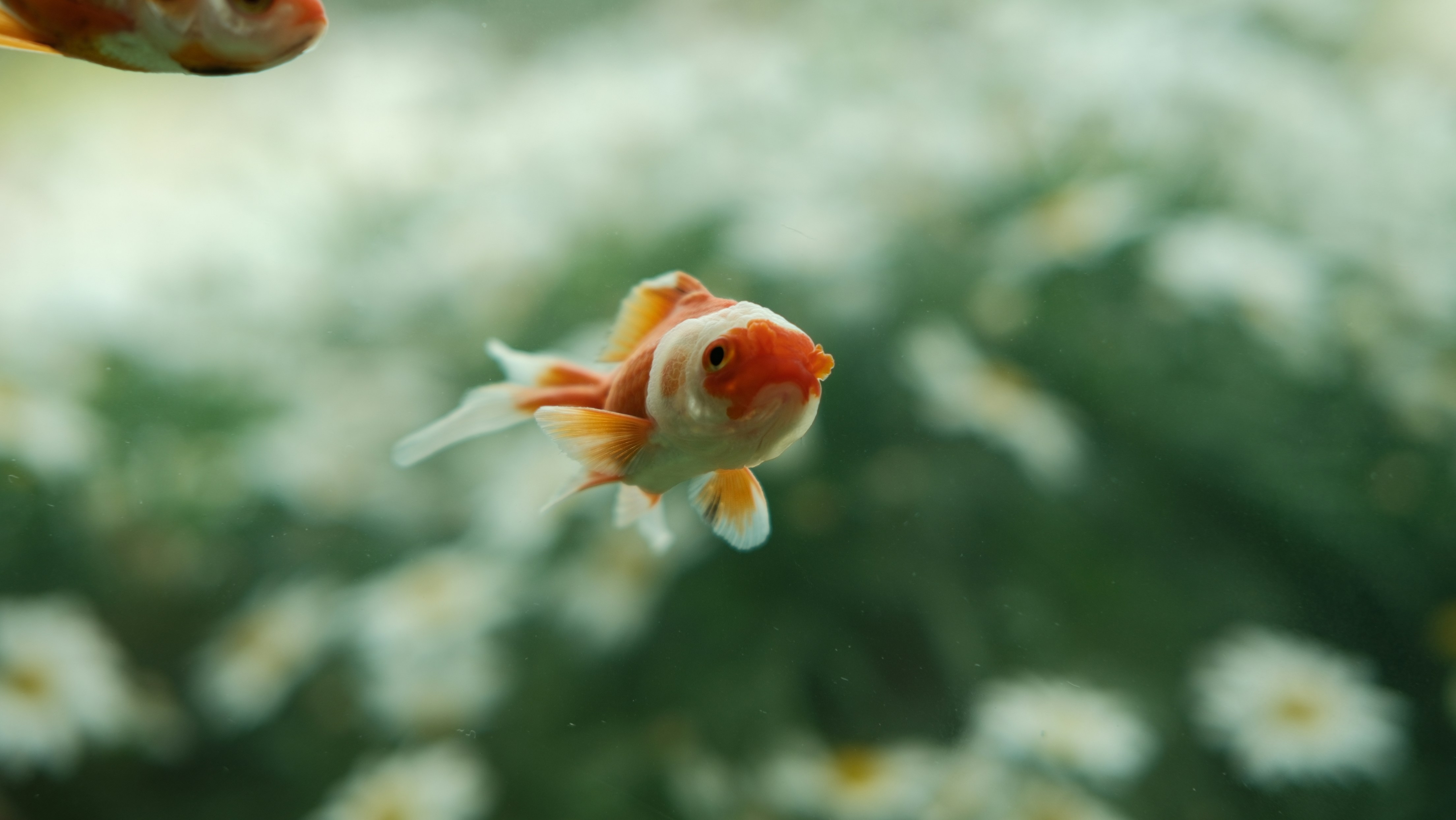 Photo by paopattarapol