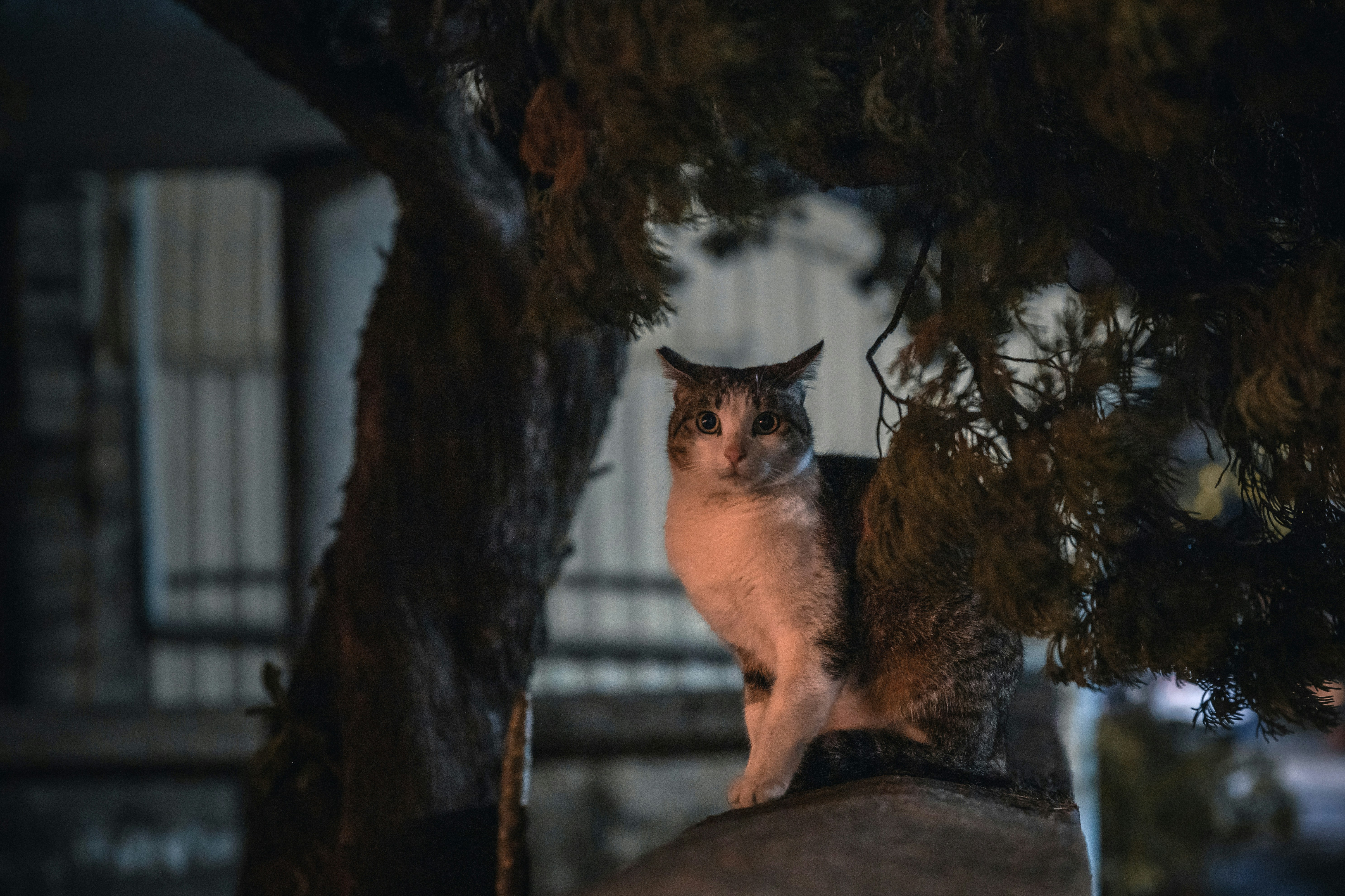 A cat sitting on top of a tree branch