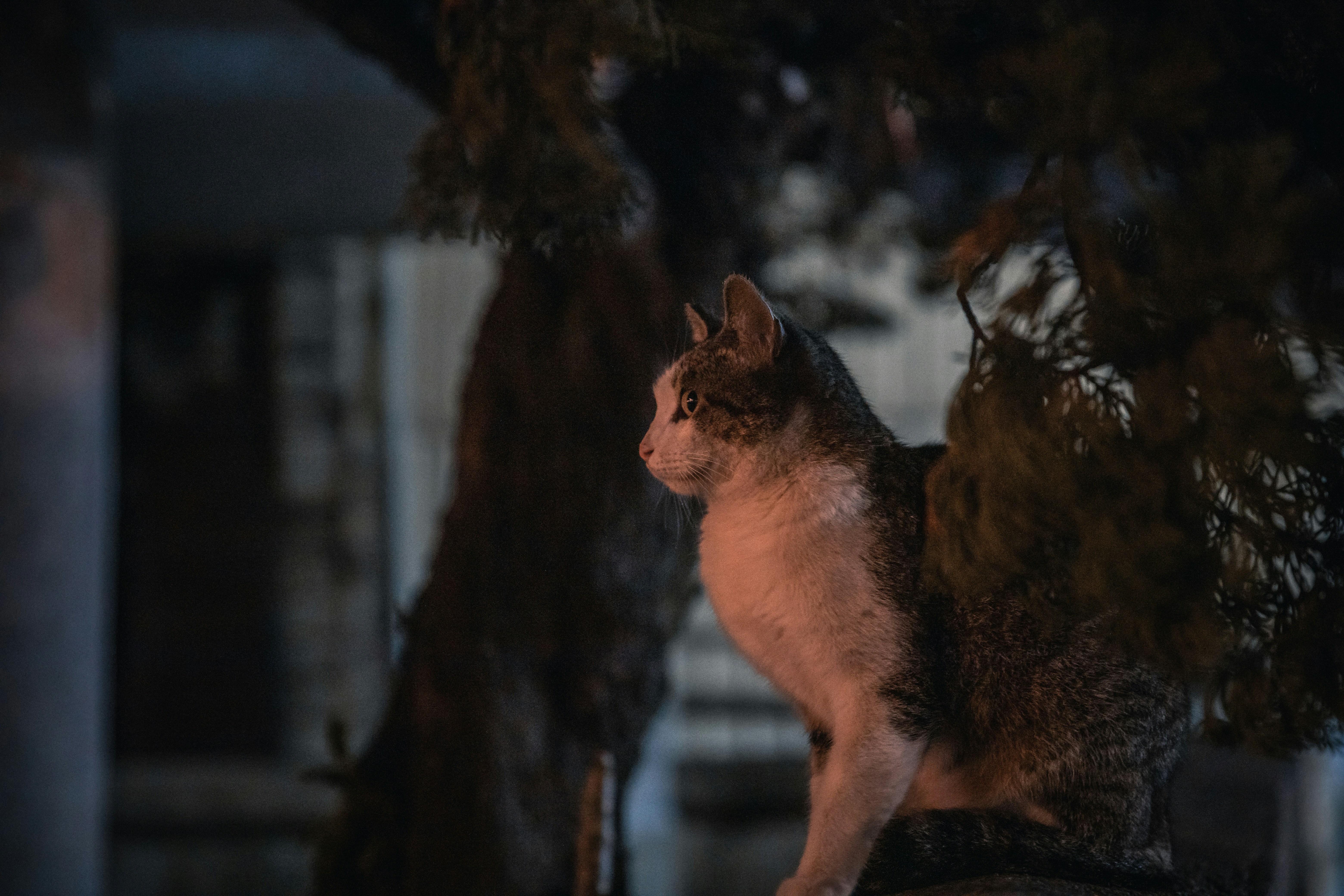 A cat sitting on top of a tree branch