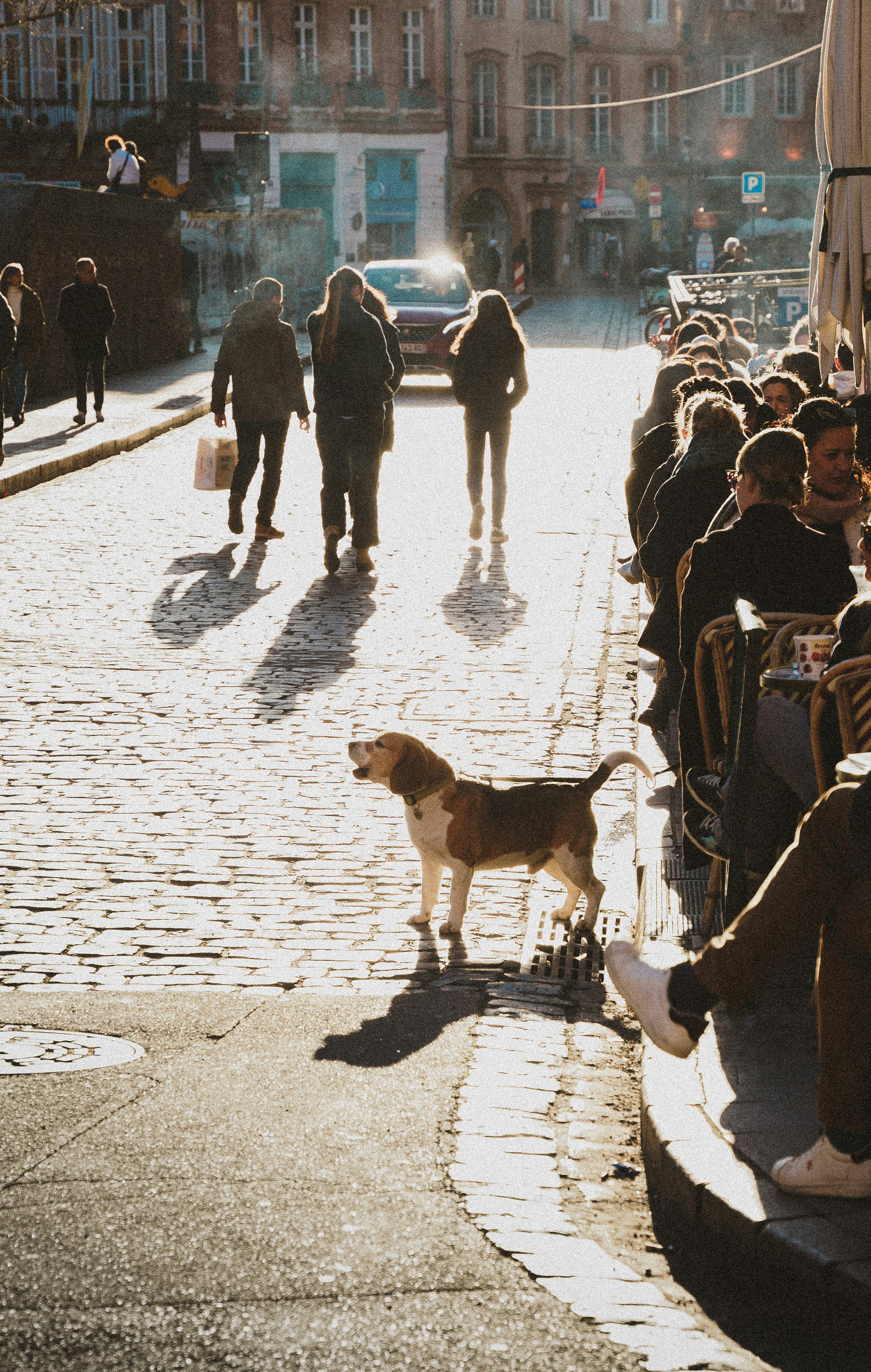 Un groupe de personnes marchant dans une rue à côté d’un chien