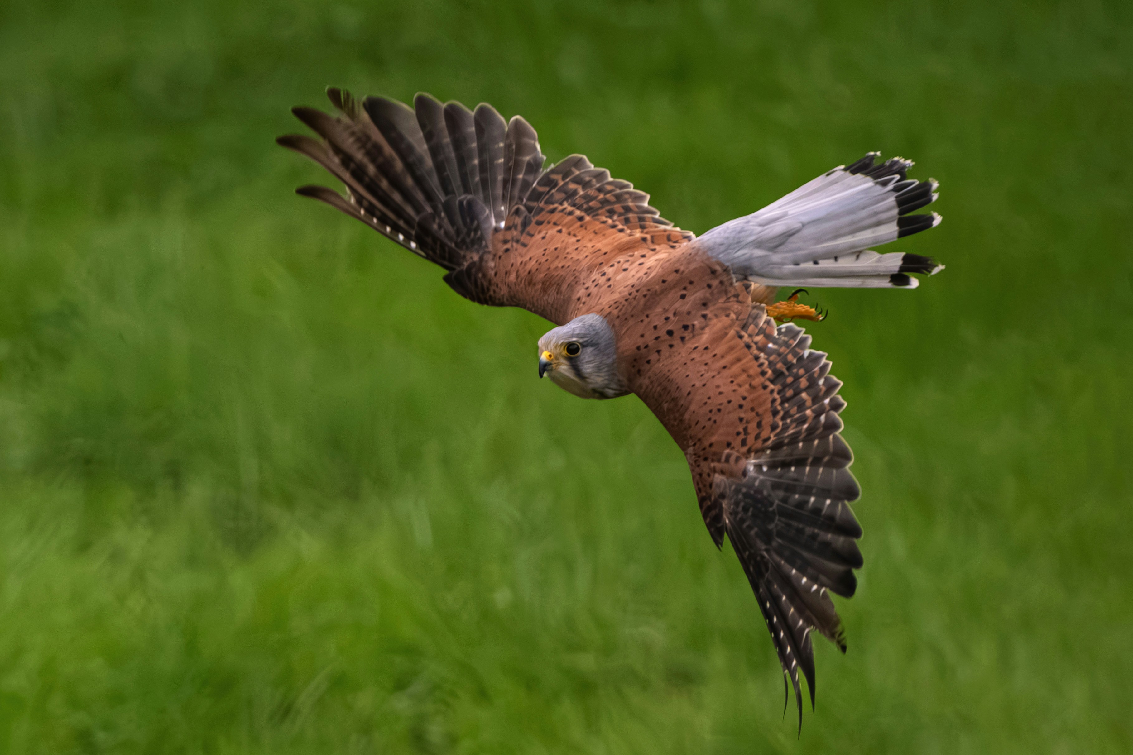 Scottish falconry estates