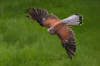 A bird flying over a lush green field