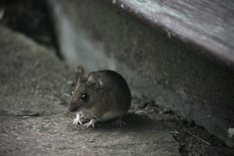 A mouse sitting on the ground next to a wooden bench