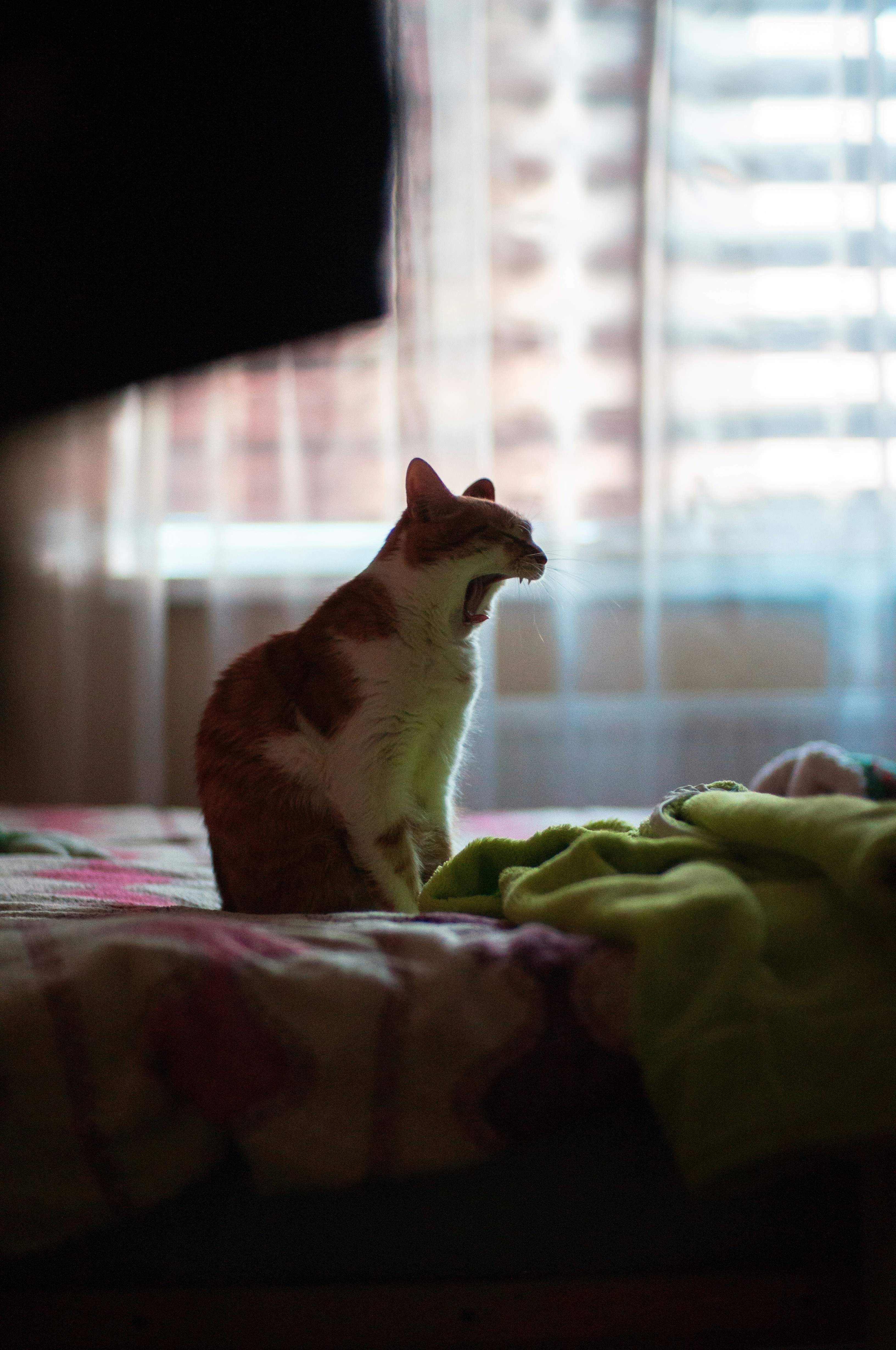 Eine Katze, die auf einem Bett sitzt und aus dem Fenster schaut