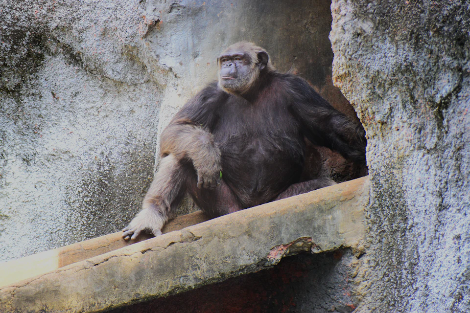 The image depicts a brown monkey sitting on a concrete ledge within an enclosure at a zoo. The monkey is facing to the right, with its arms resting comfortably on the ledge and its legs crossed. The background features a stone wall and a tree trunk, providing a naturalistic setting for the monkey's habitat.