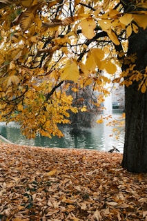 A park bench sitting under a tree filled with leaves