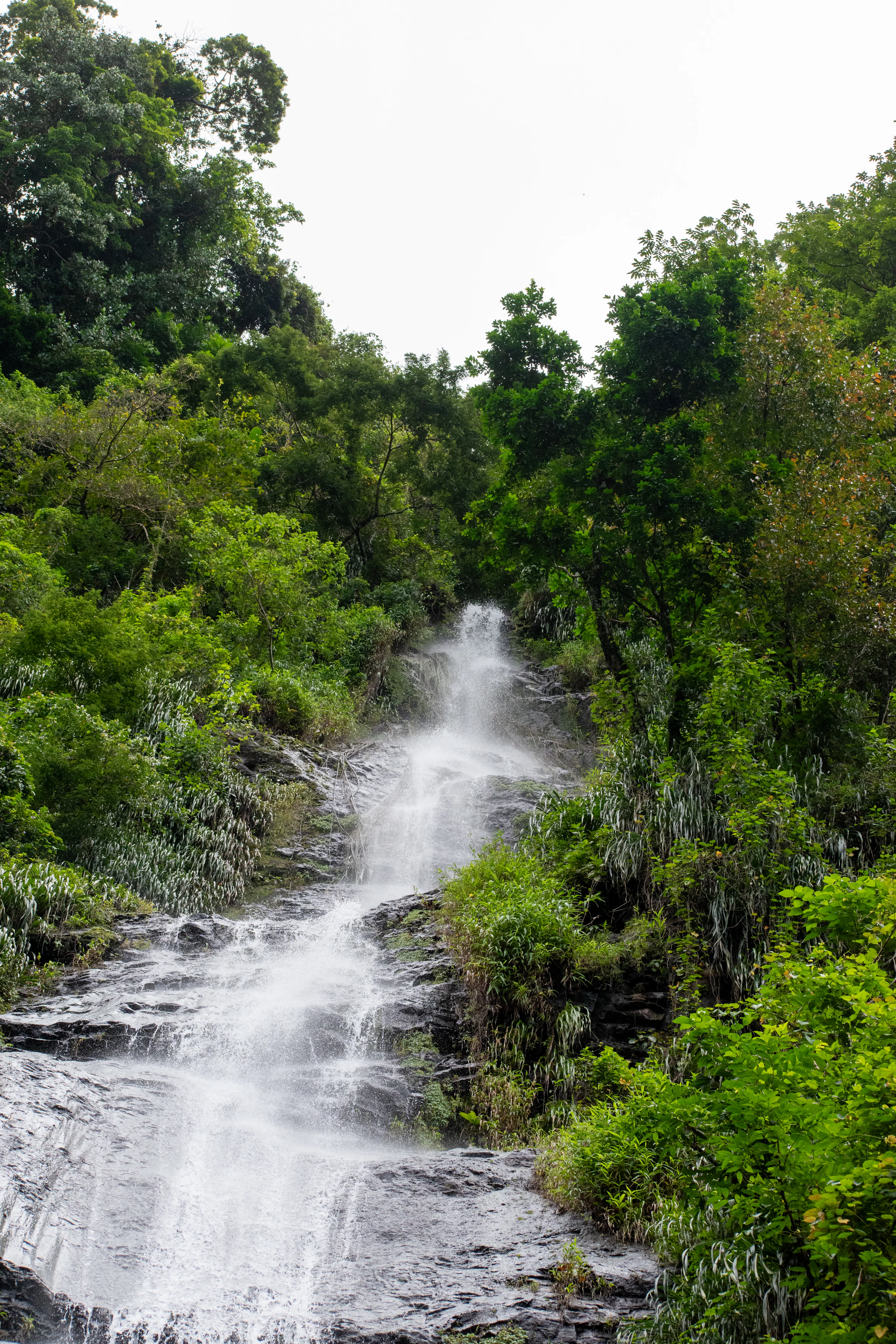 Cascade de l'Anse Couleuvre au Prêcheur, Martinique, au cœur de la forêt tropicale