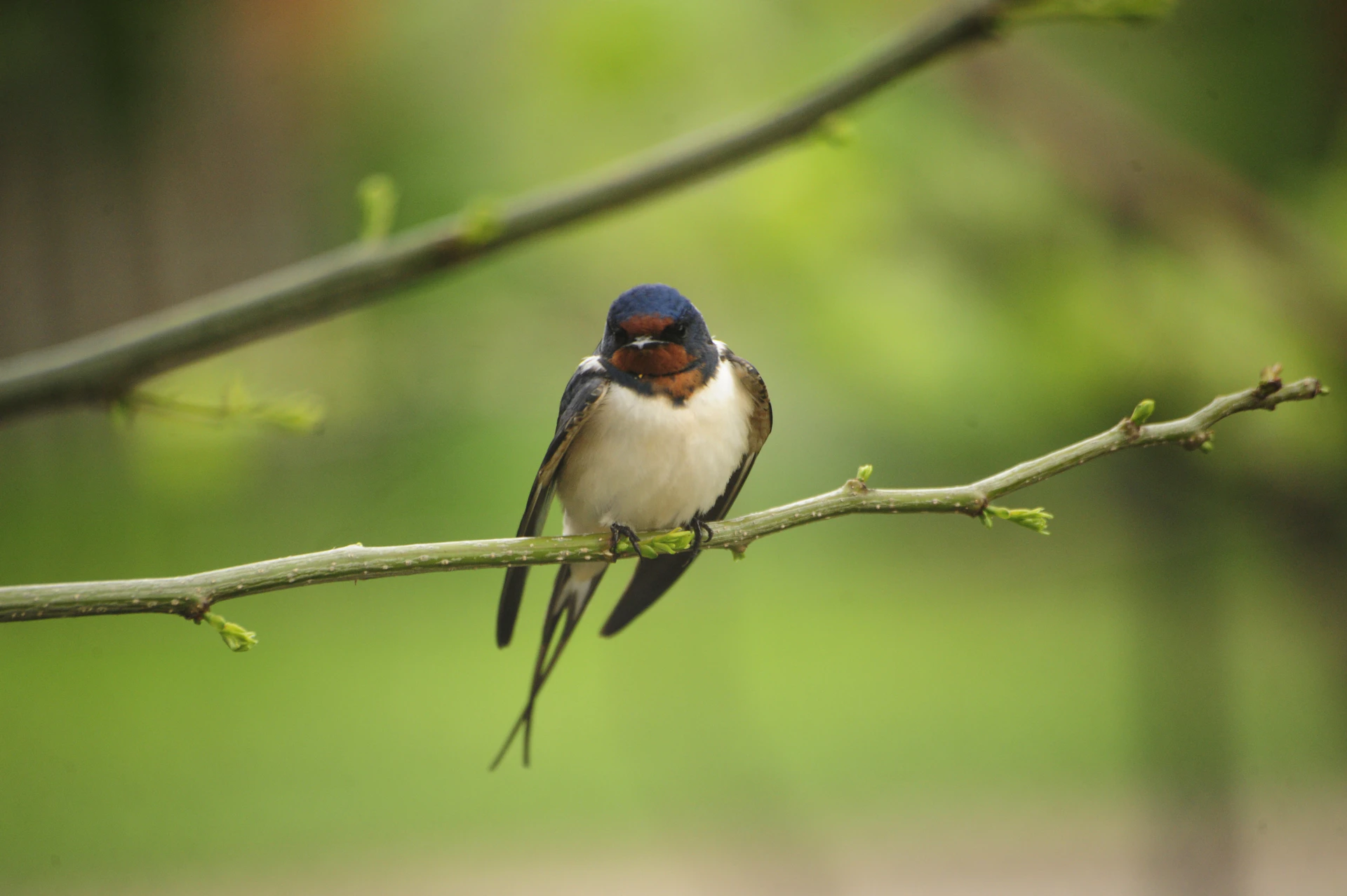 A small bird sitting on a branch of a tree