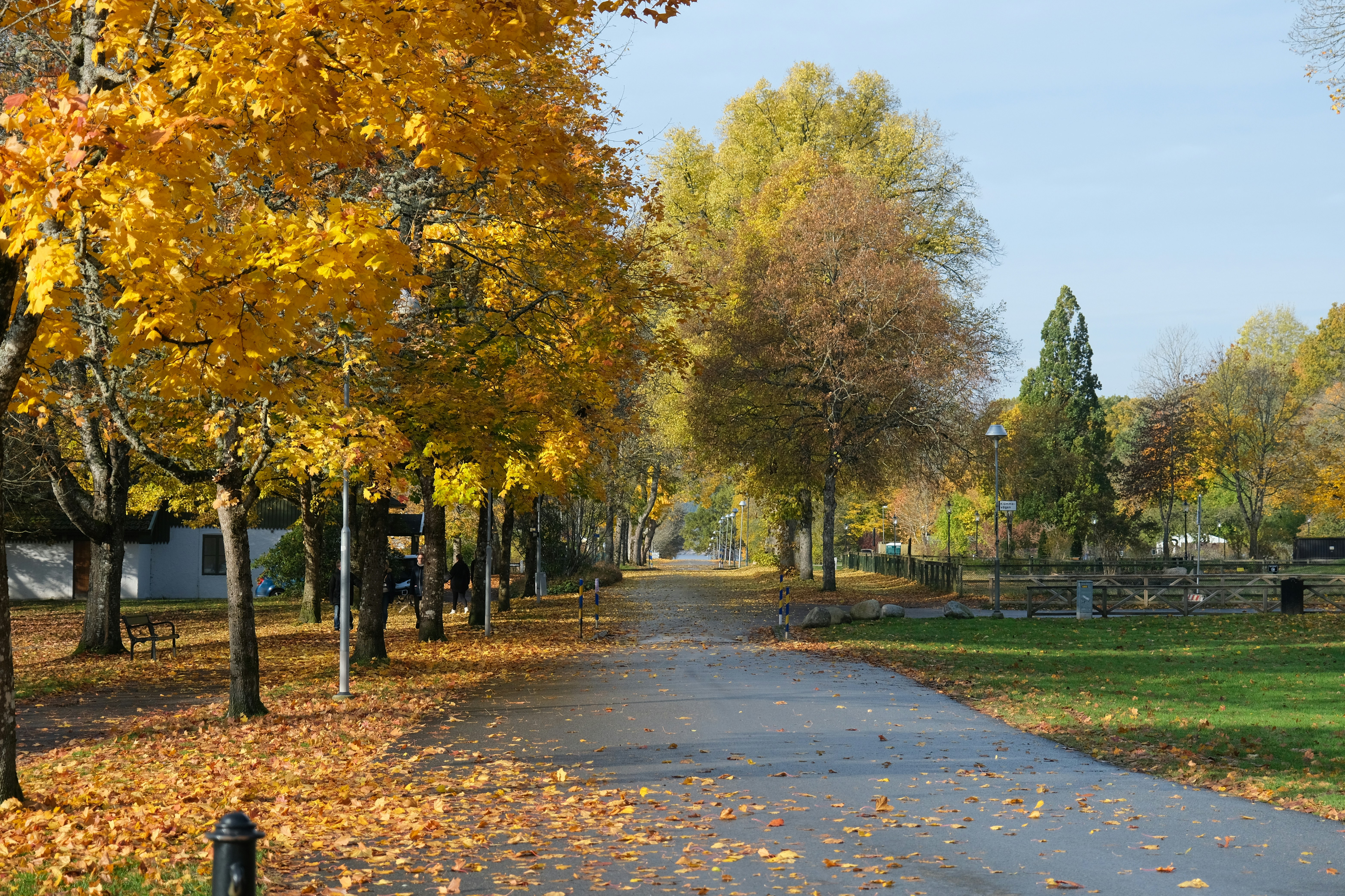 A paved road surrounded by trees with yellow leaves
