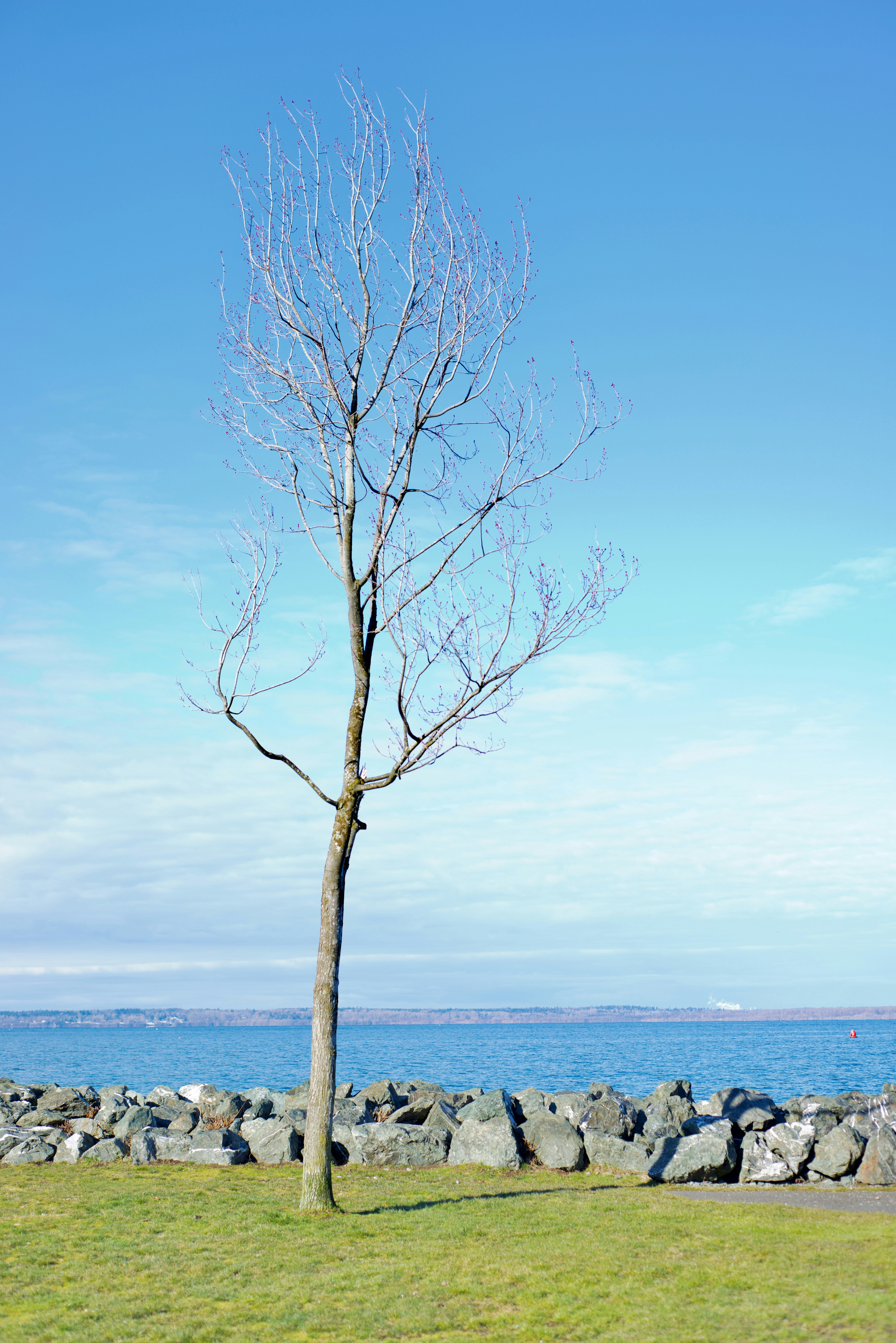Un árbol solitario en un campo cubierto de hierba junto al océano