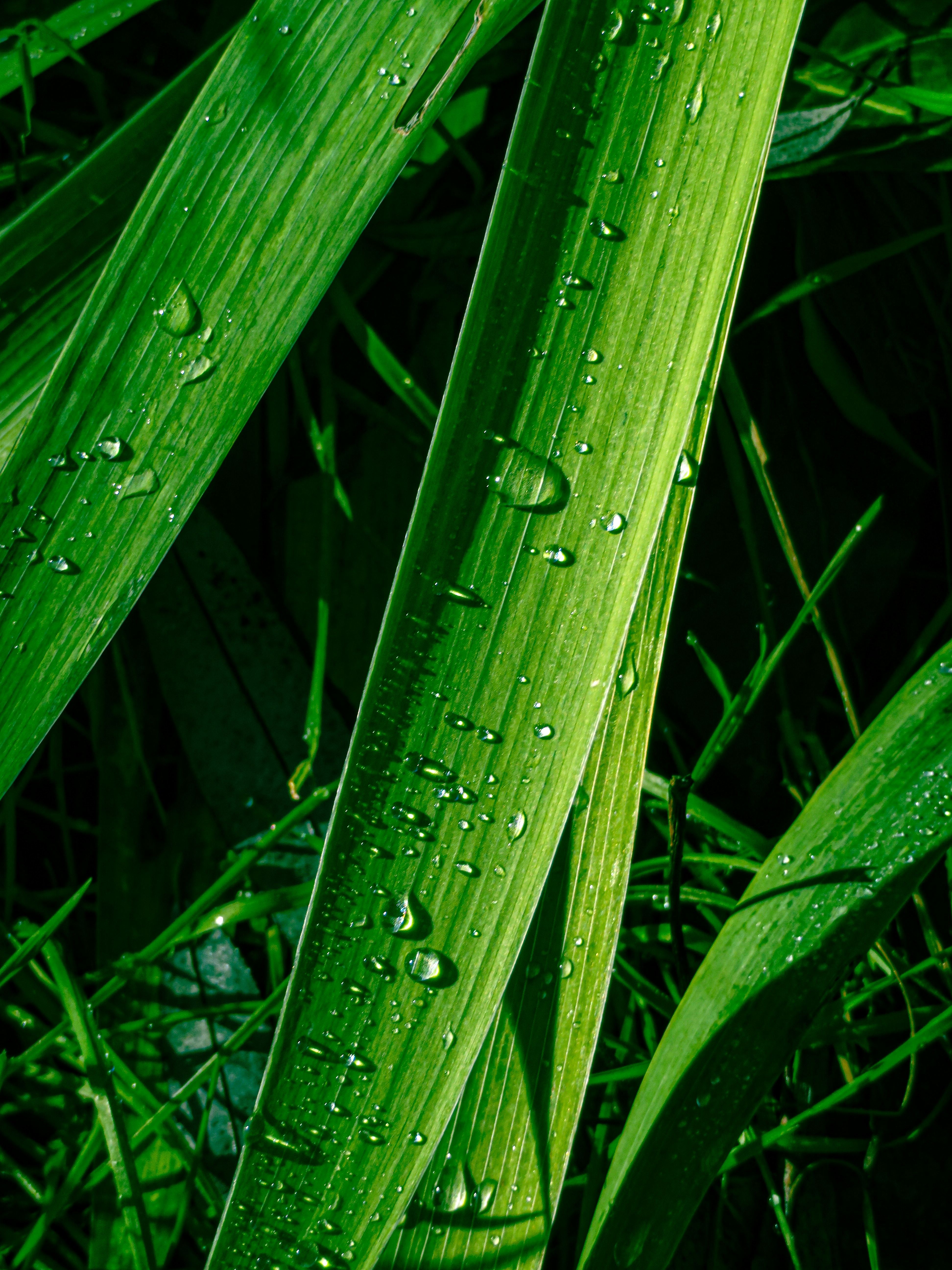 Photo by jgcachafeiro