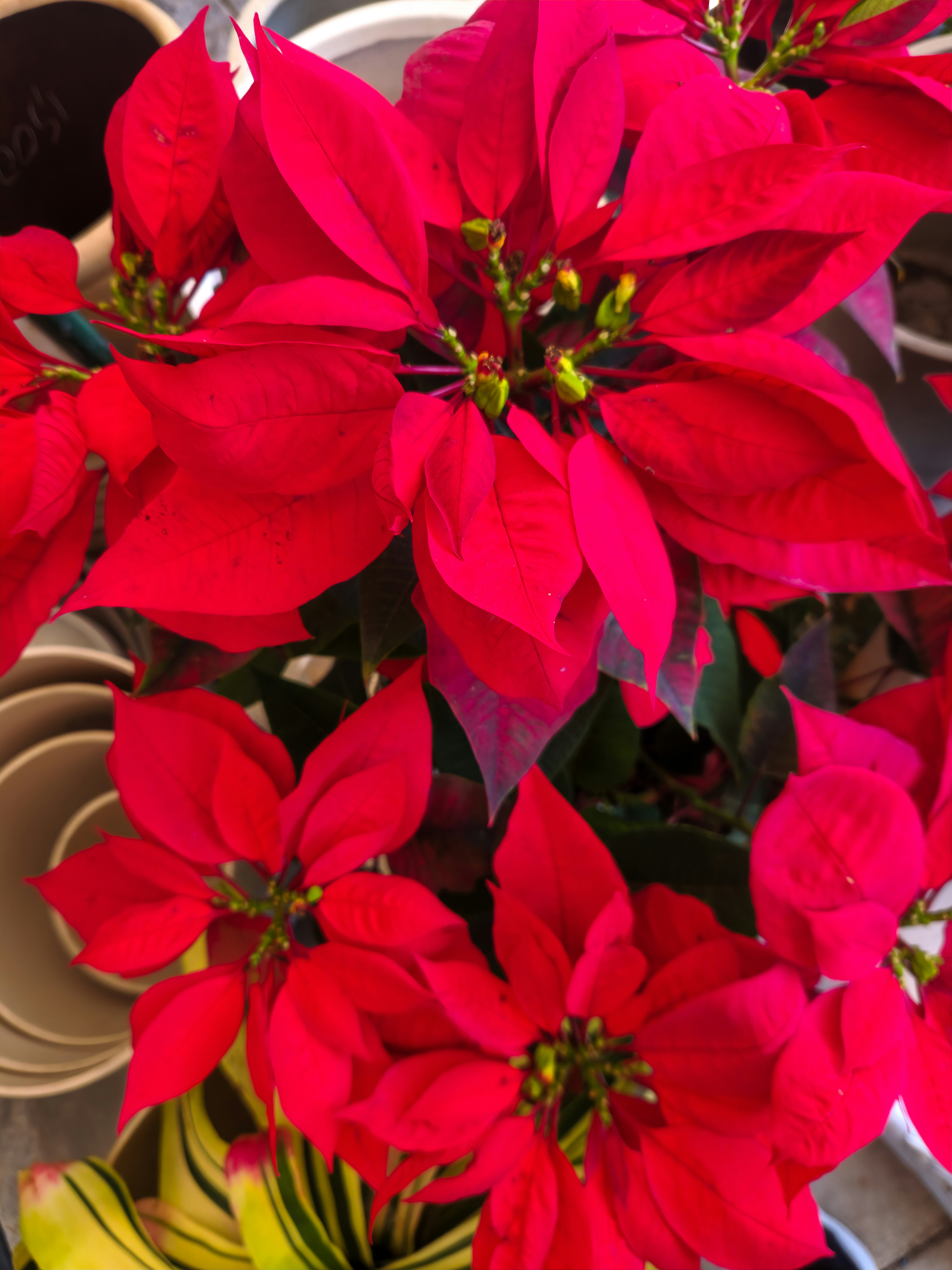 Christmas Flowers – Washington DC Delivery
