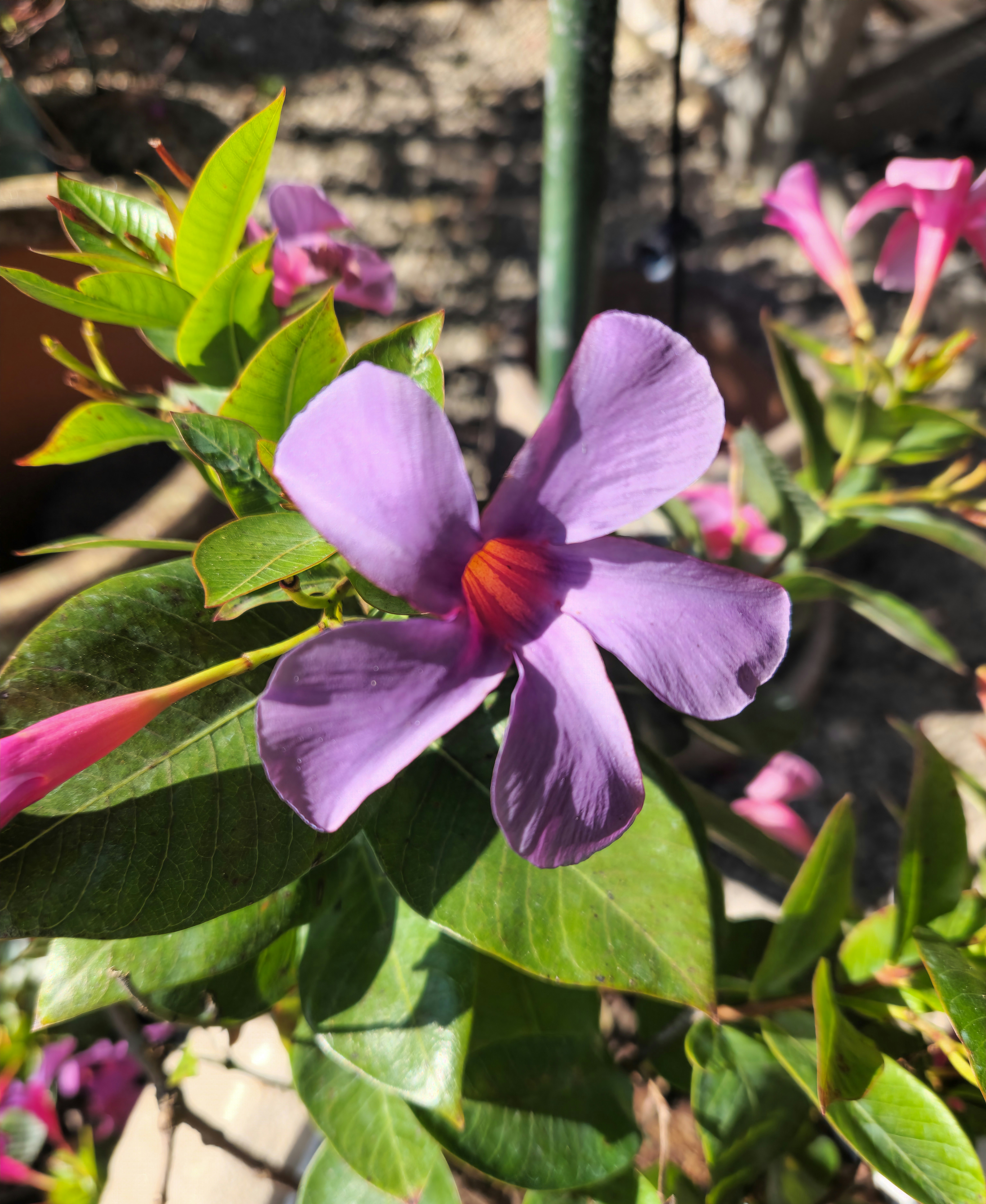 A close up of a purple flower on a plant