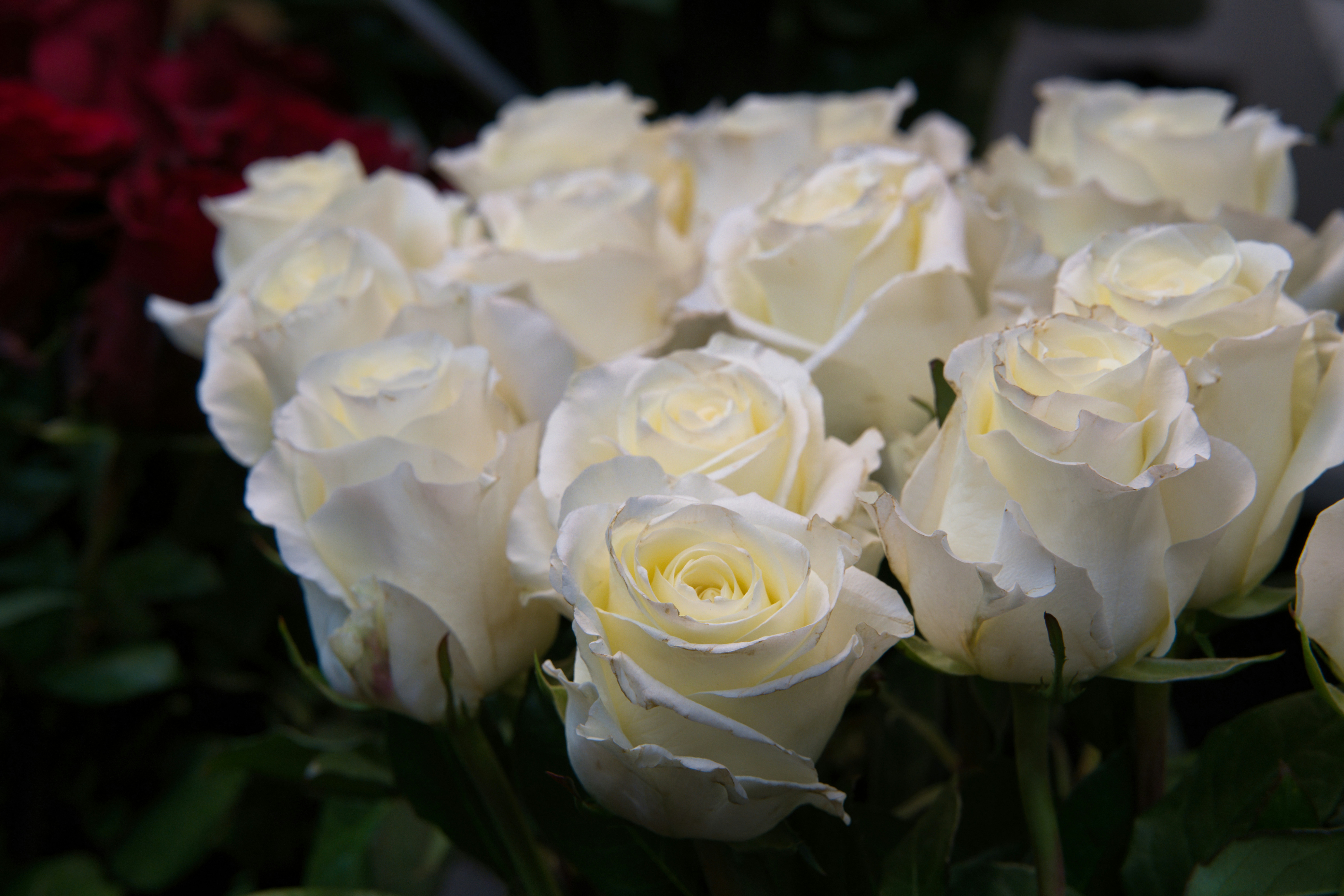 50+ Heartfelt Wishes from the Abandoned Duchess for a Peaceful Life