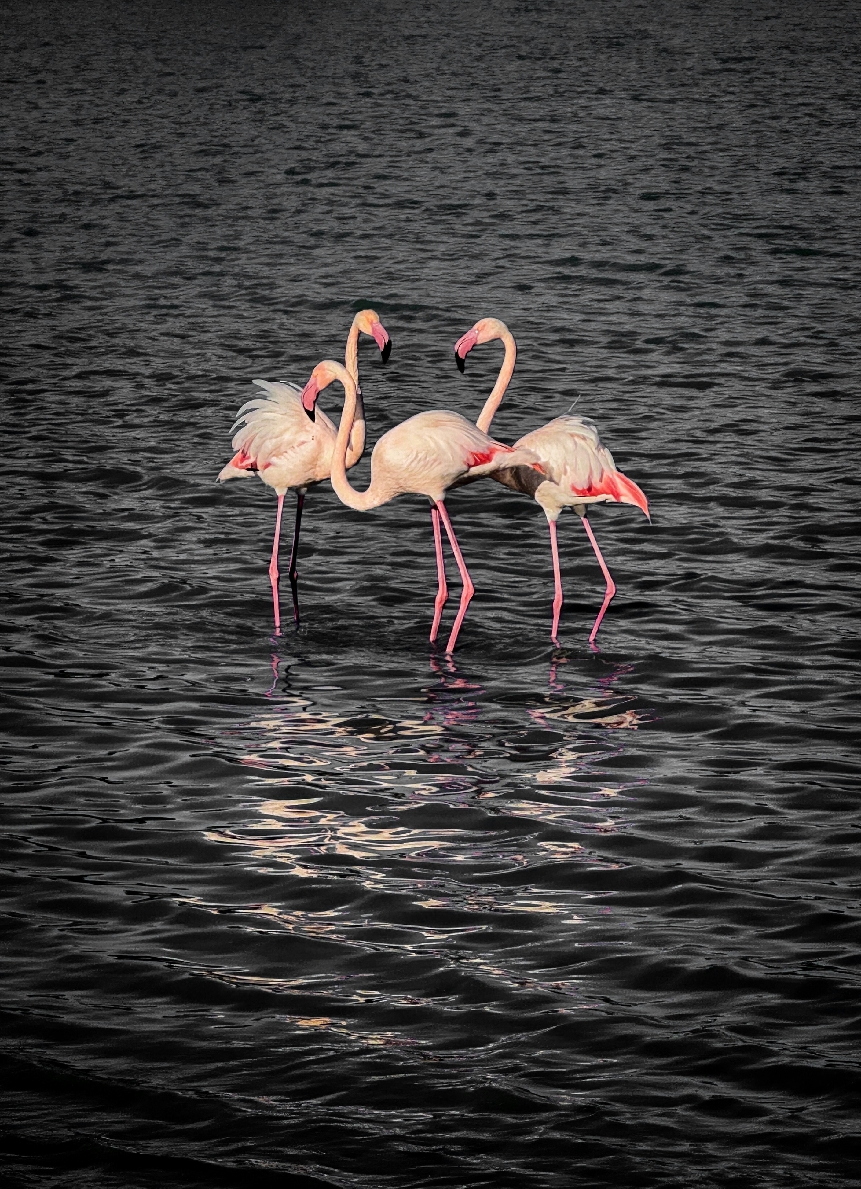 Photo by vignette_colours