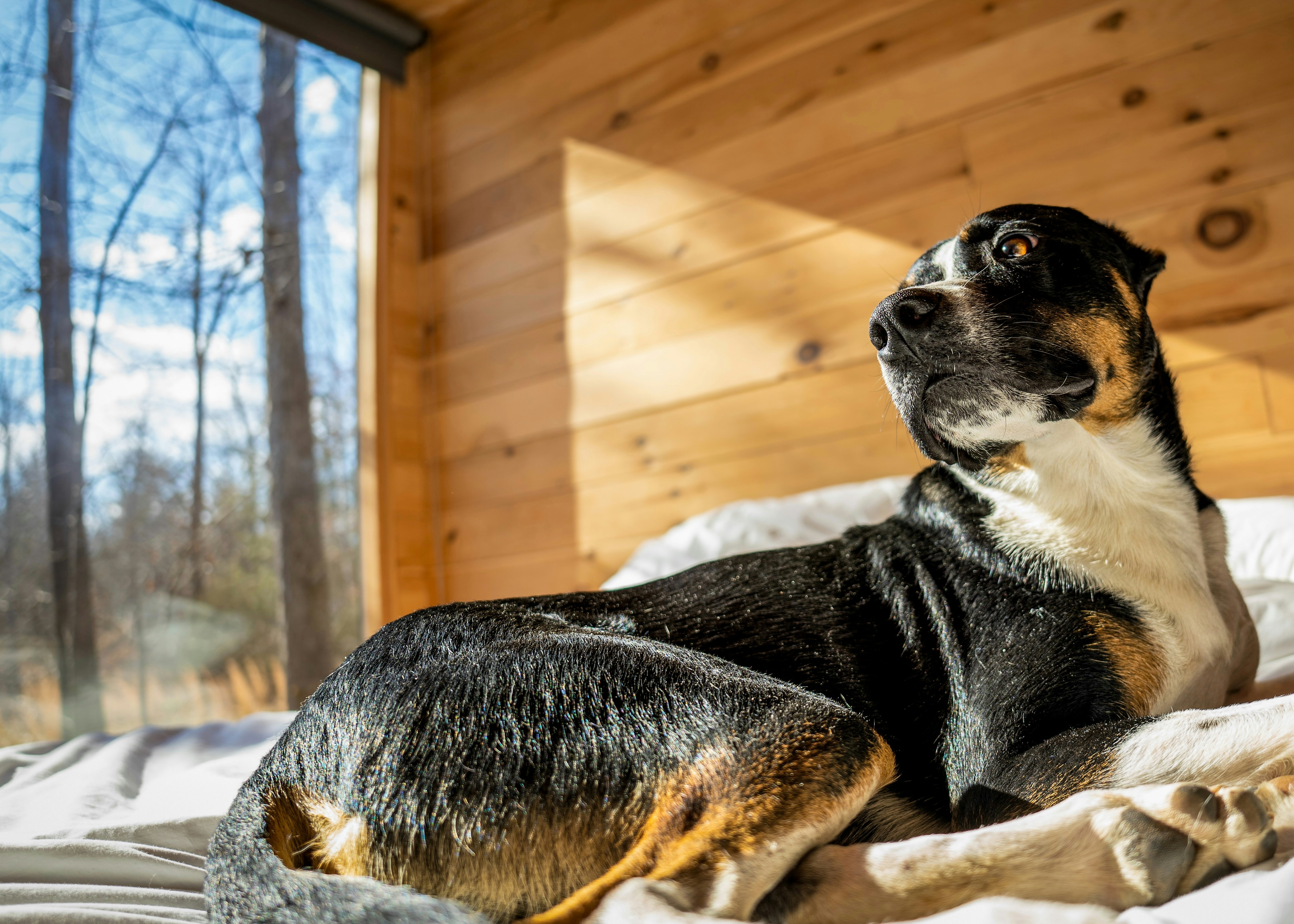 A dog laying on top of a bed next to a window