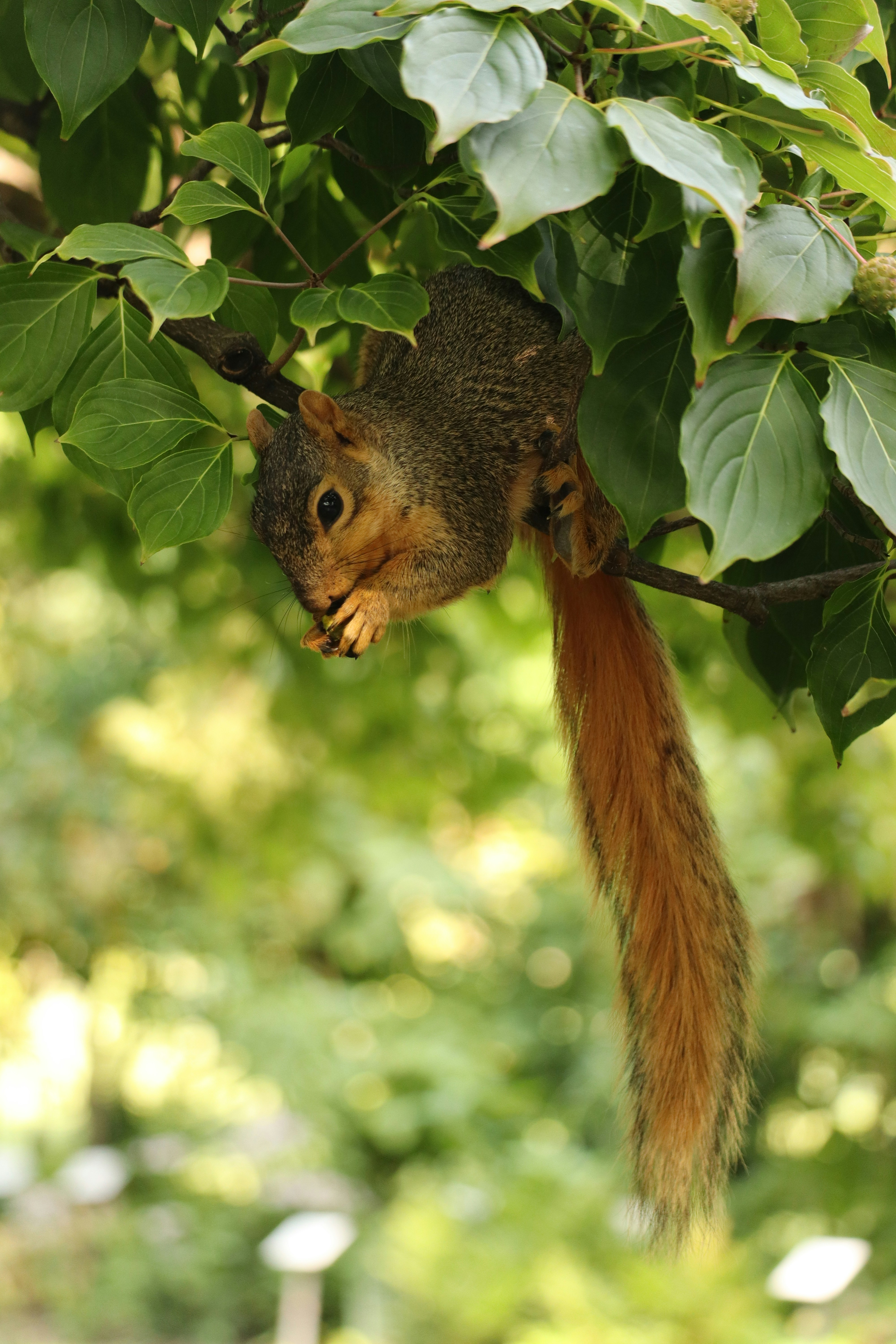 A squirrel hanging upside down from a tree branch
