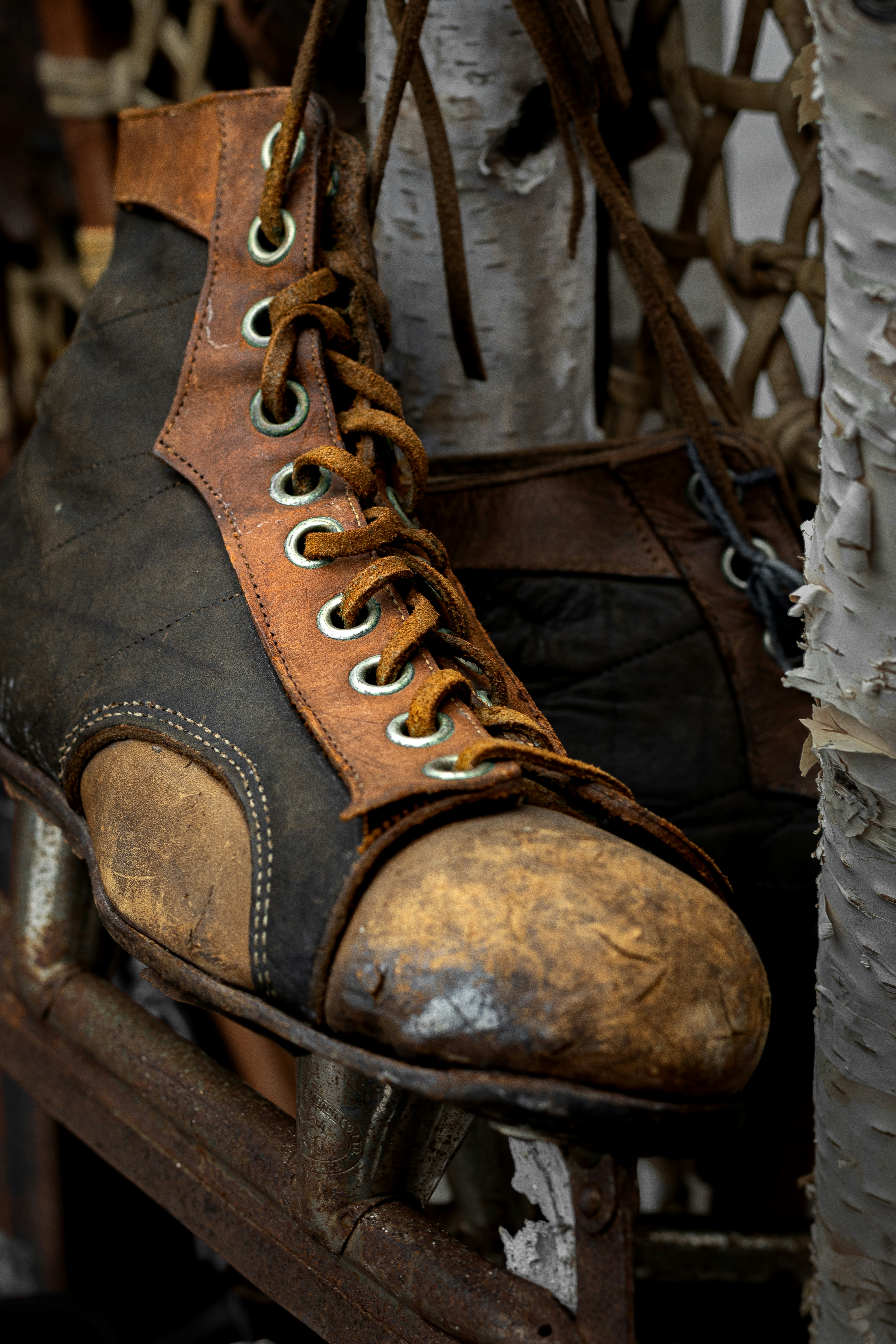 An old pair of roller skates hanging from a tree