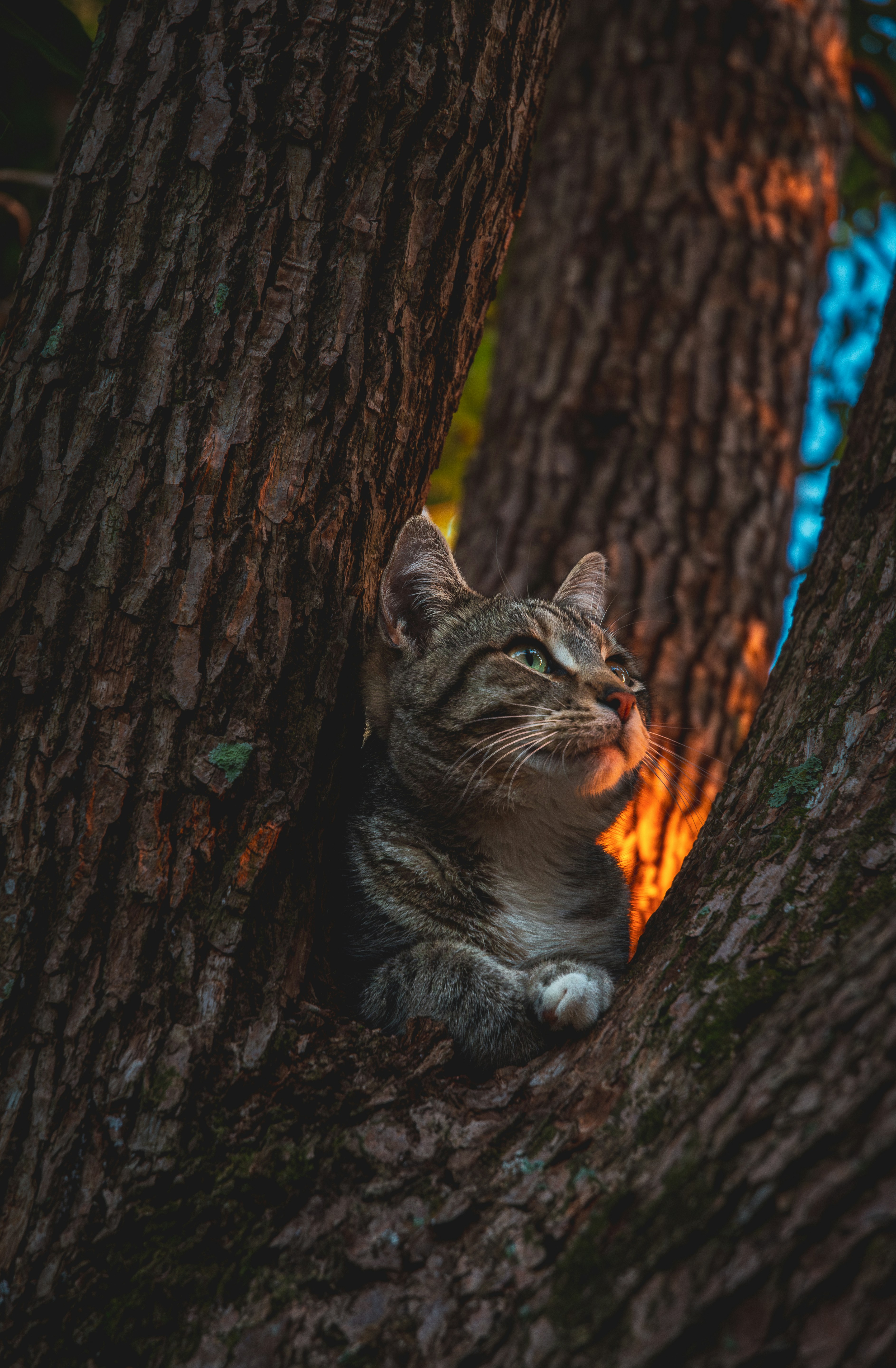 A cat sitting in the middle of a tree