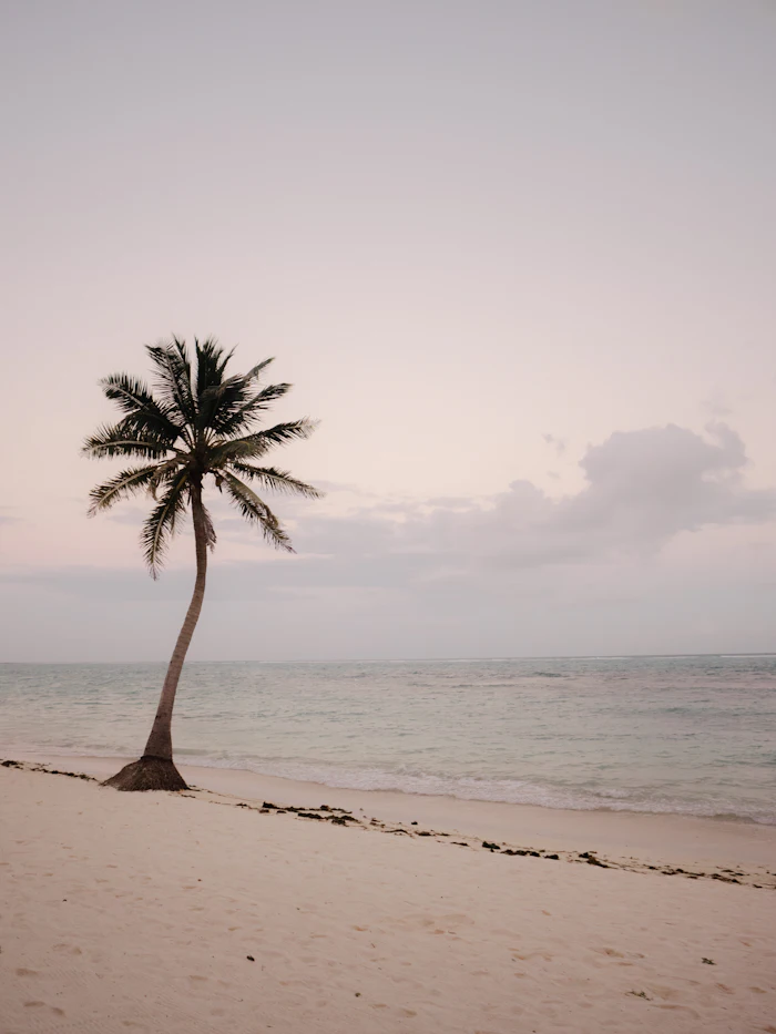 A lone palm tree on an empty undeveloped beach, similar to North Caicos' Horsestable Beach