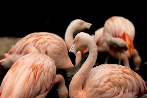 Birdwatching all'alba nella Riserva Le Cesine