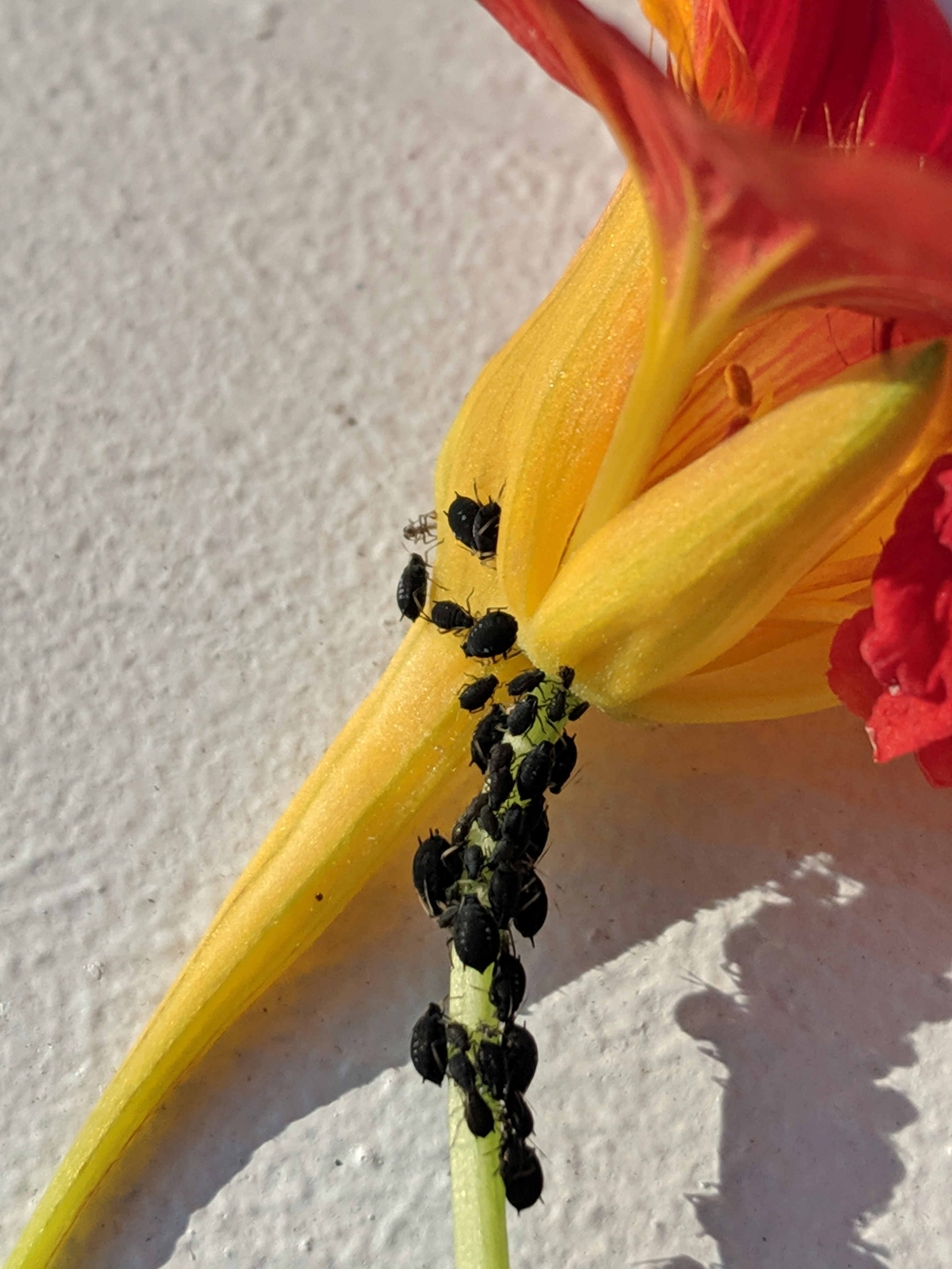 Un fiore rosso e giallo seduto sopra una superficie bianca