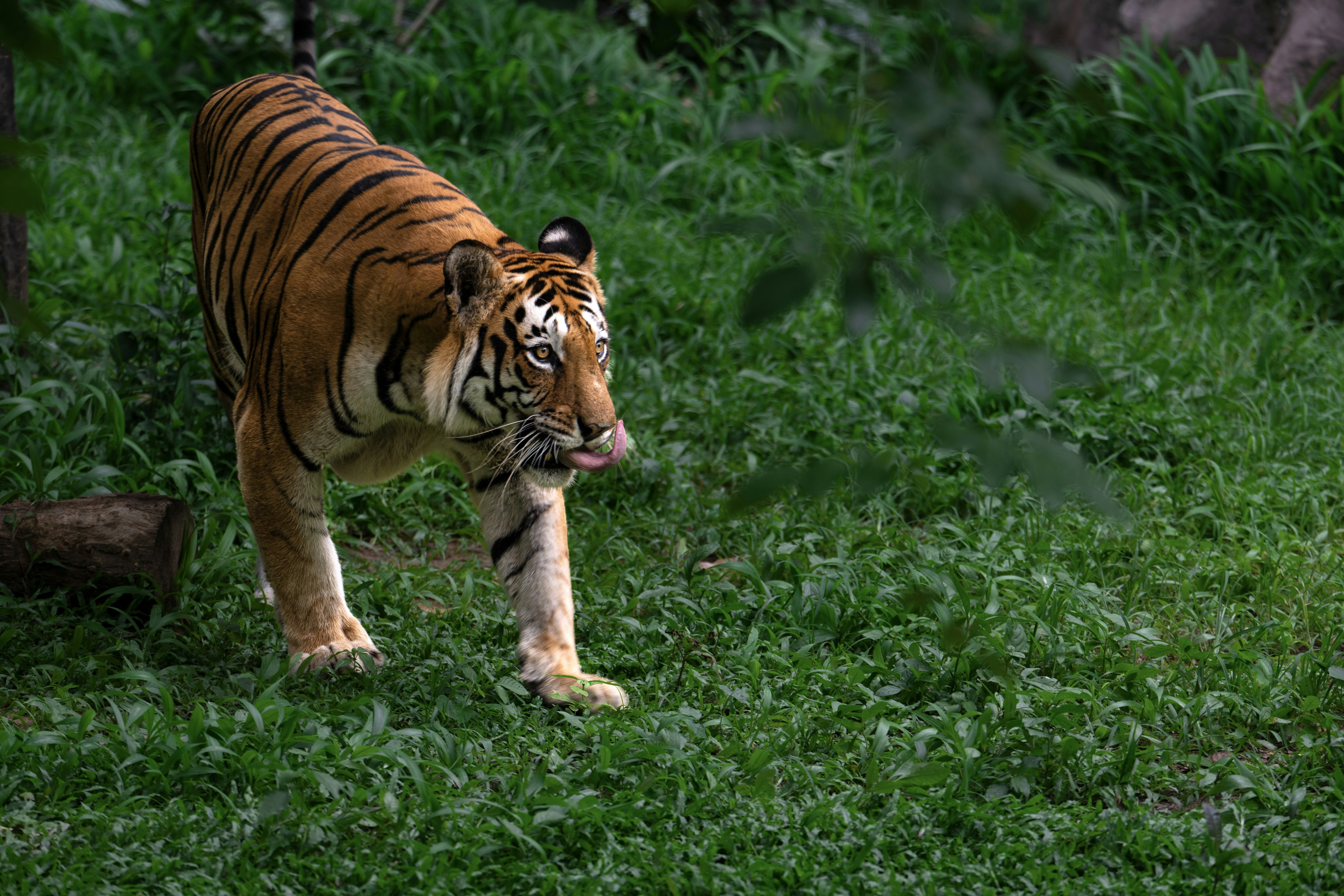 A tiger walking across a lush green field