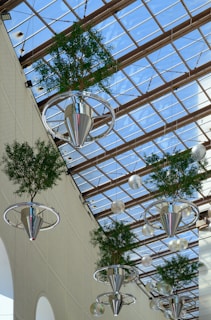 A glass ceiling with plants hanging from it