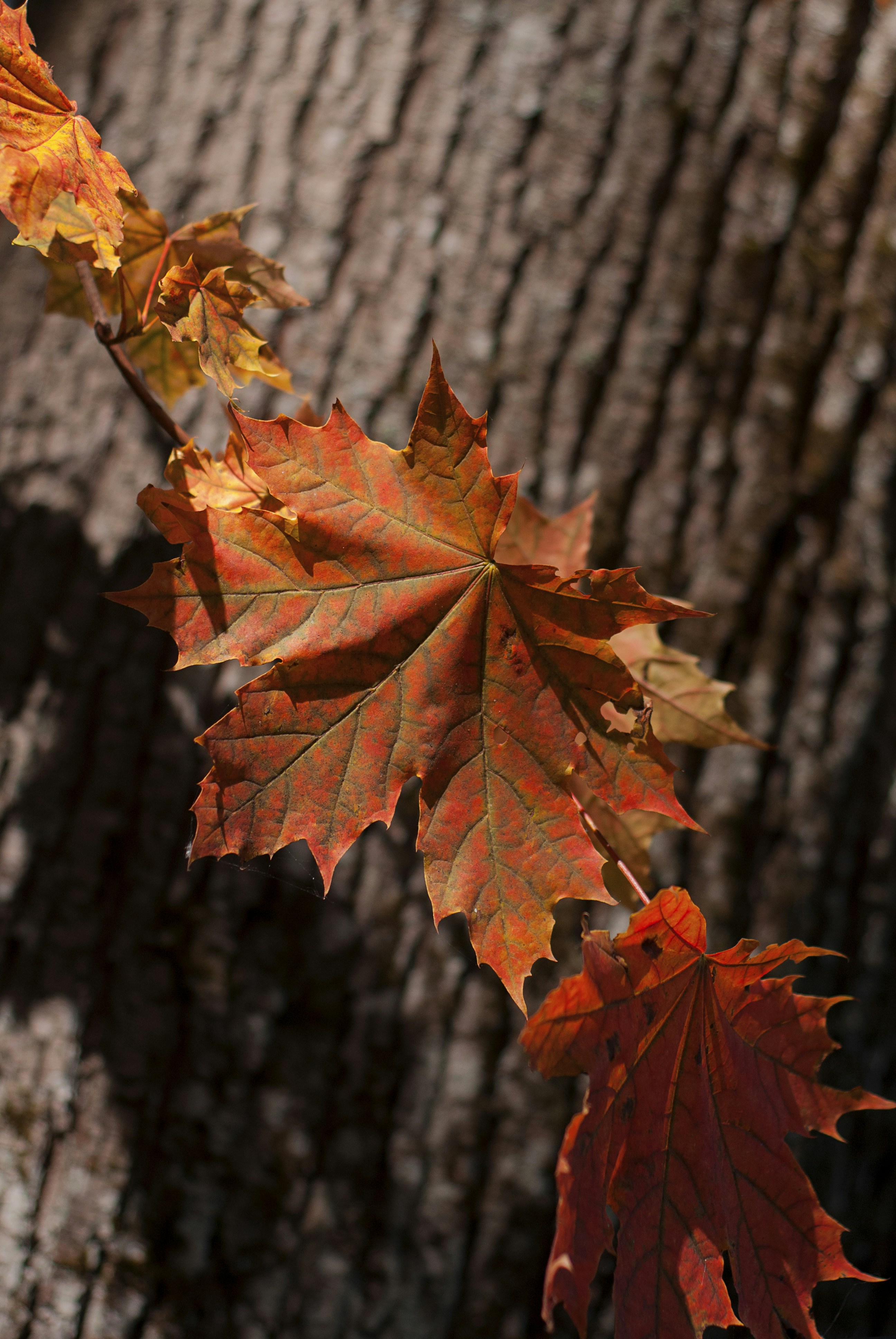 Photo by kovalskihelga