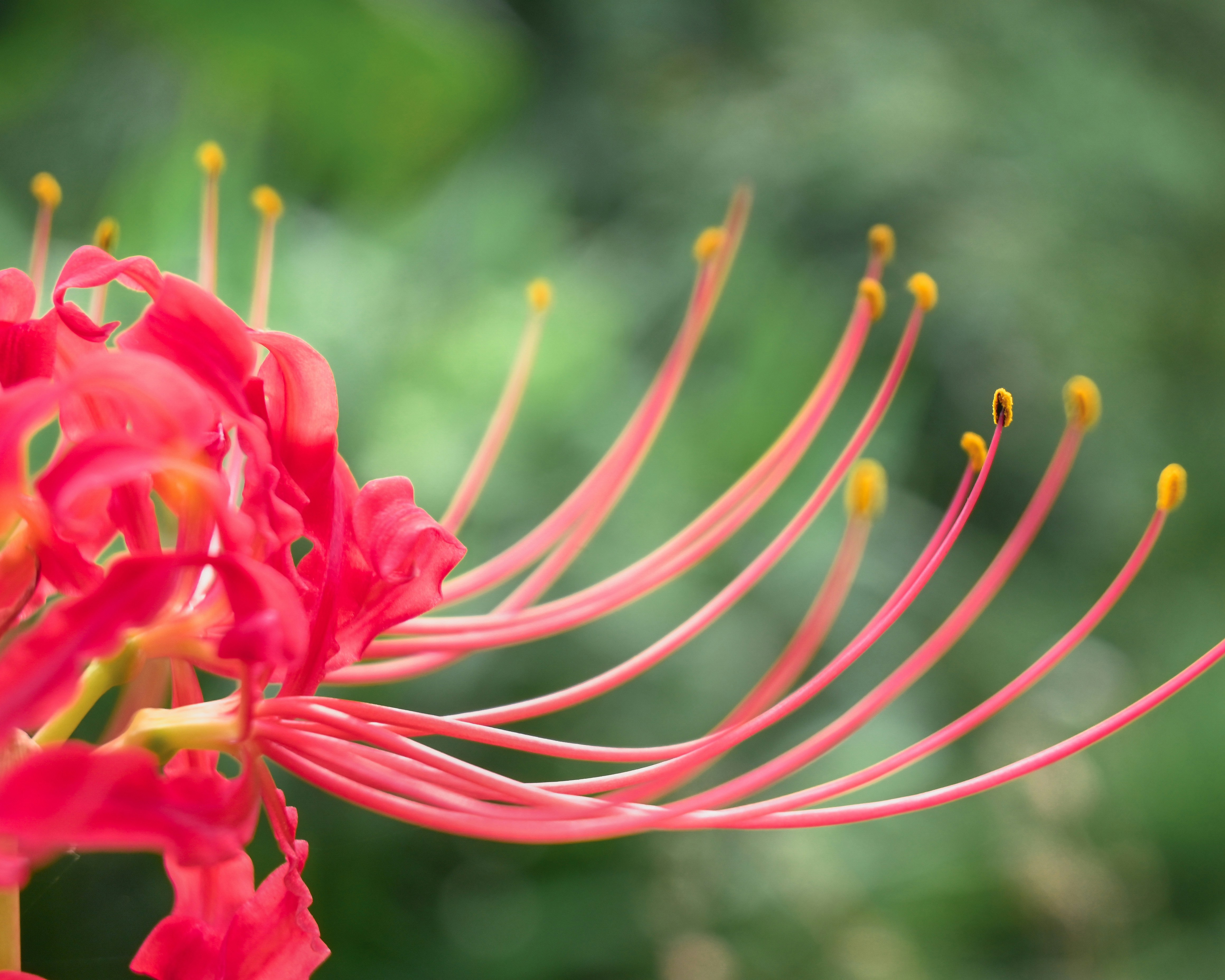 Photo by ujjwalchettri