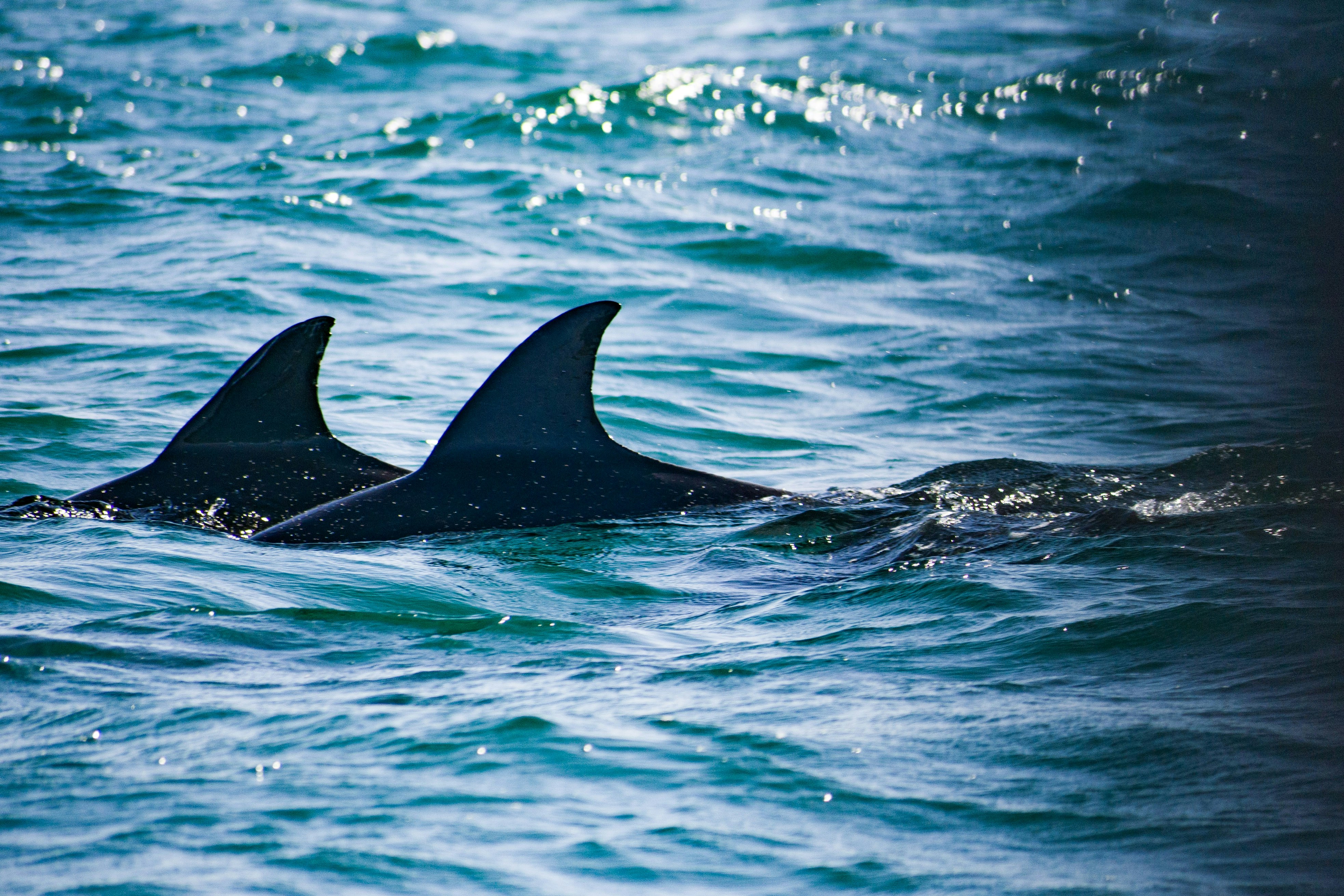 Photo by shirinsaleki