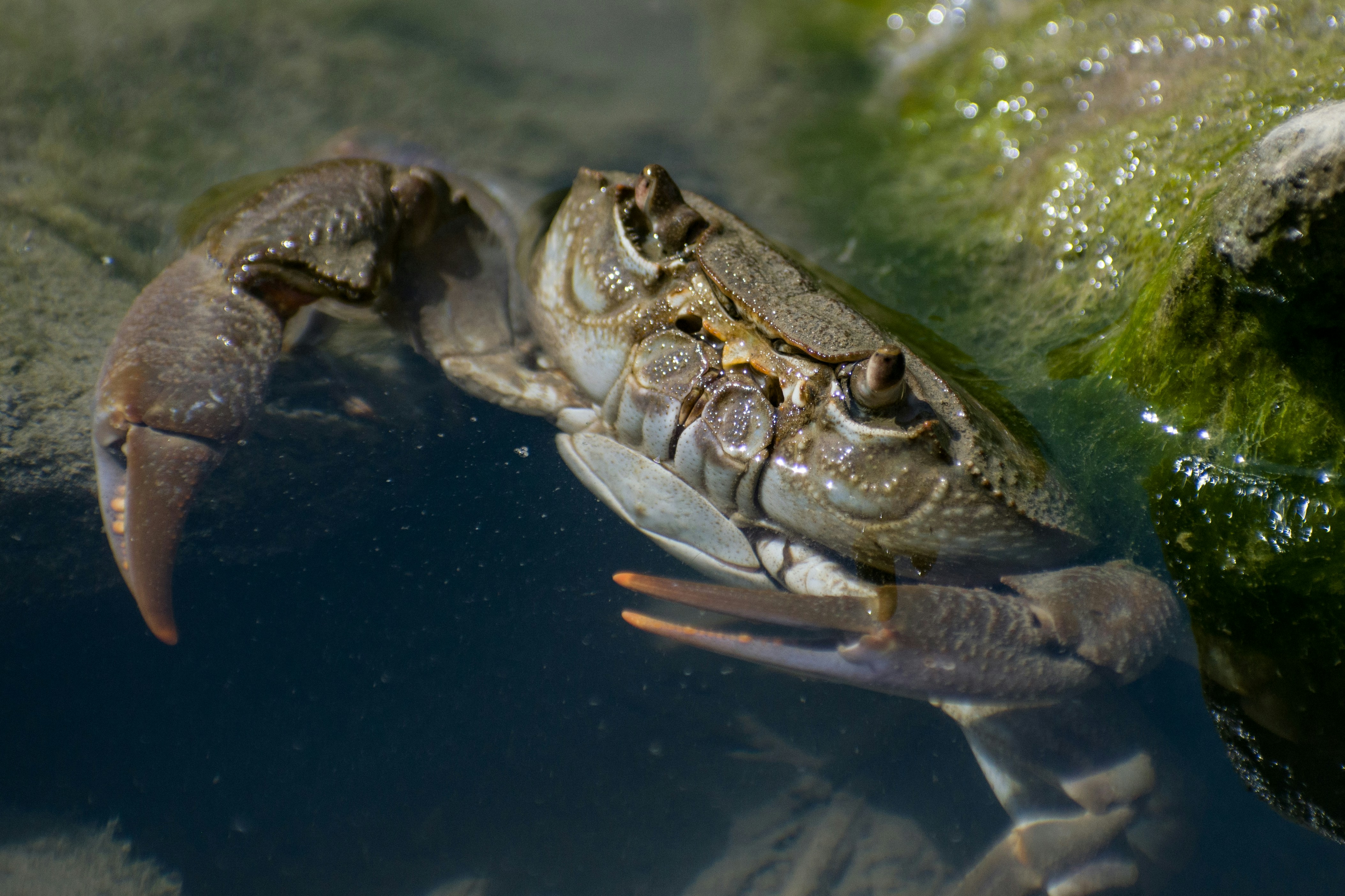Un granchio sta nuotando in una pozza d'acqua