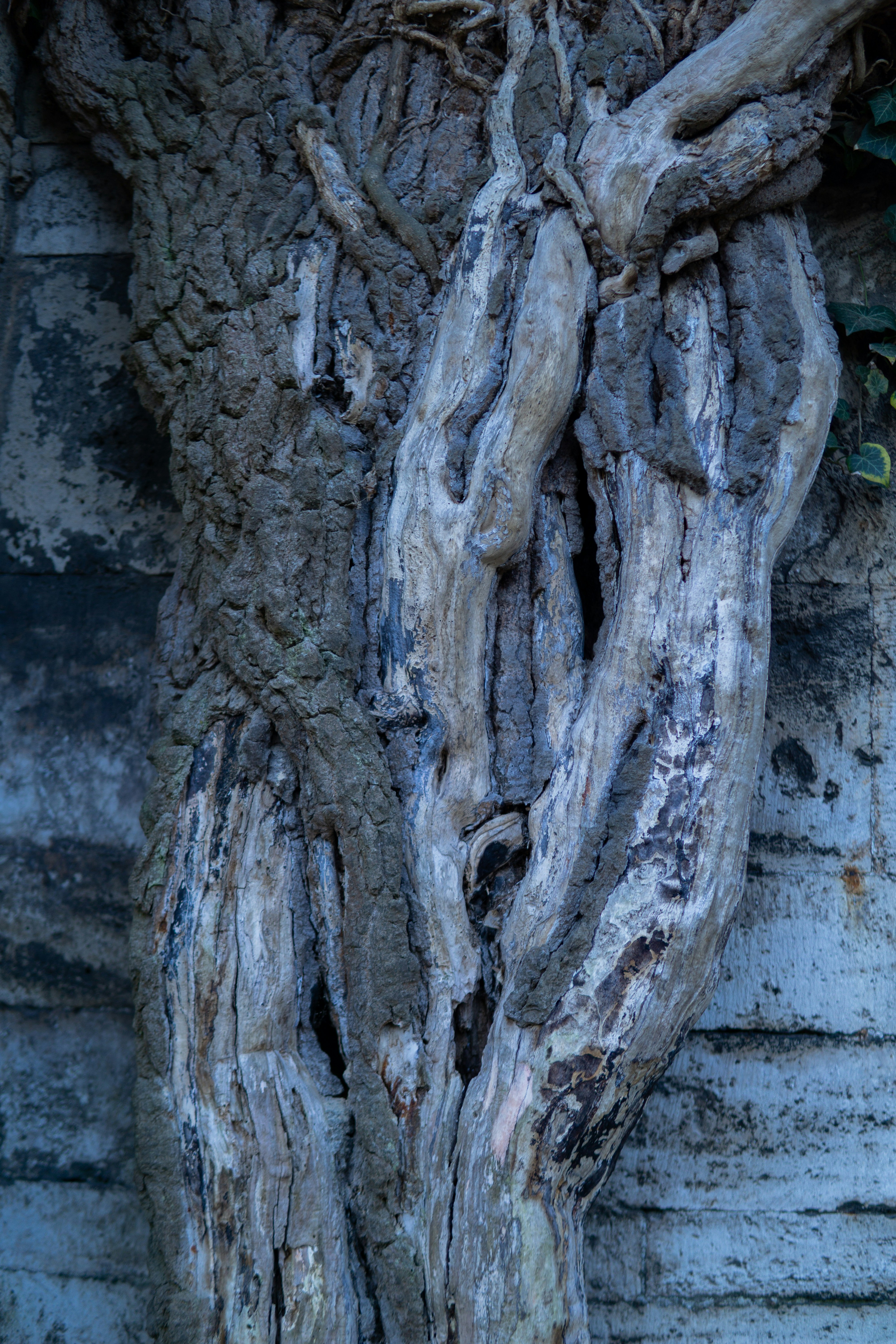 A close up of a tree trunk on a brick wall