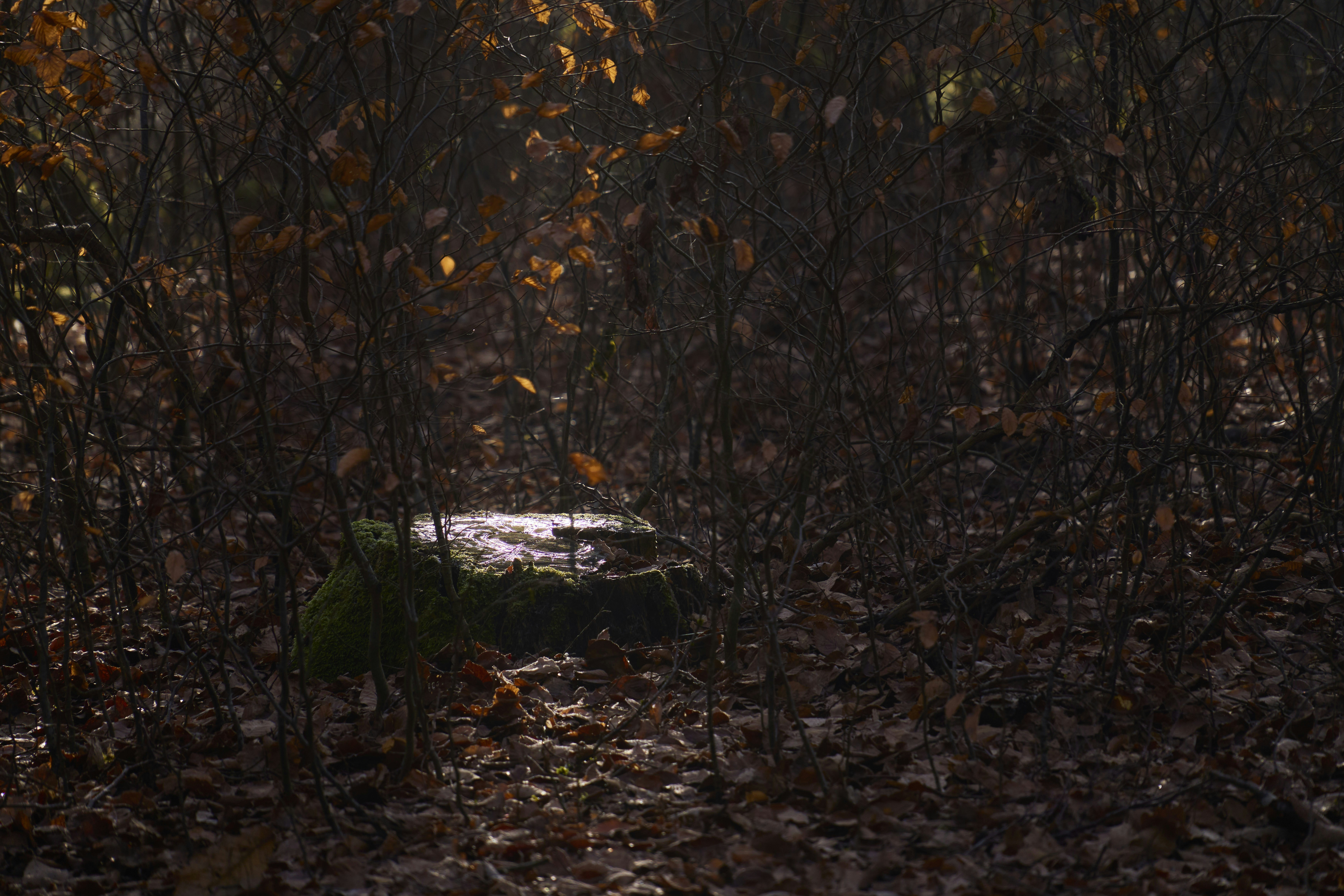 Photo by wolfgang_hasselmann