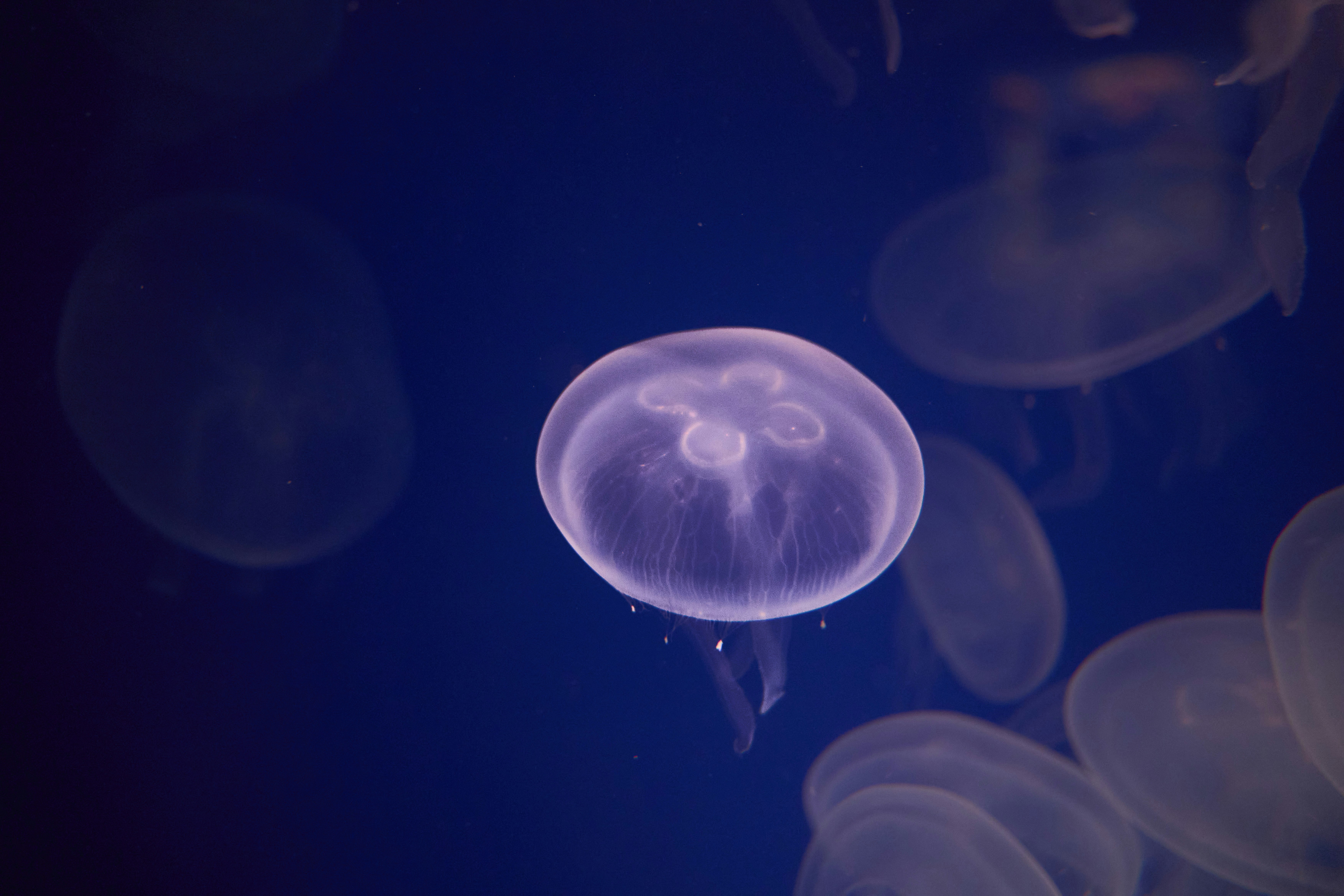 Photo by wolfgang_hasselmann