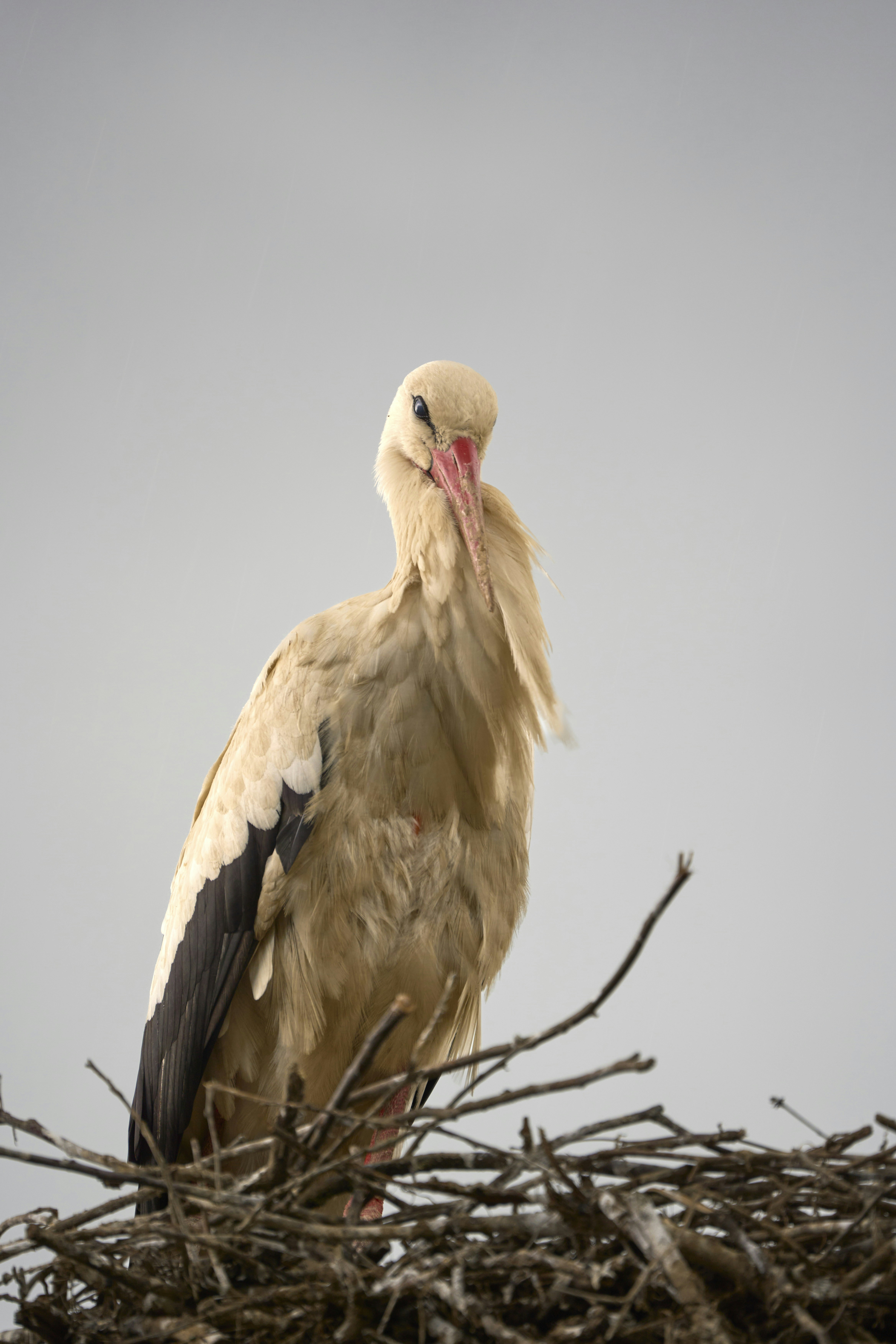 Photo by wolfgang_hasselmann