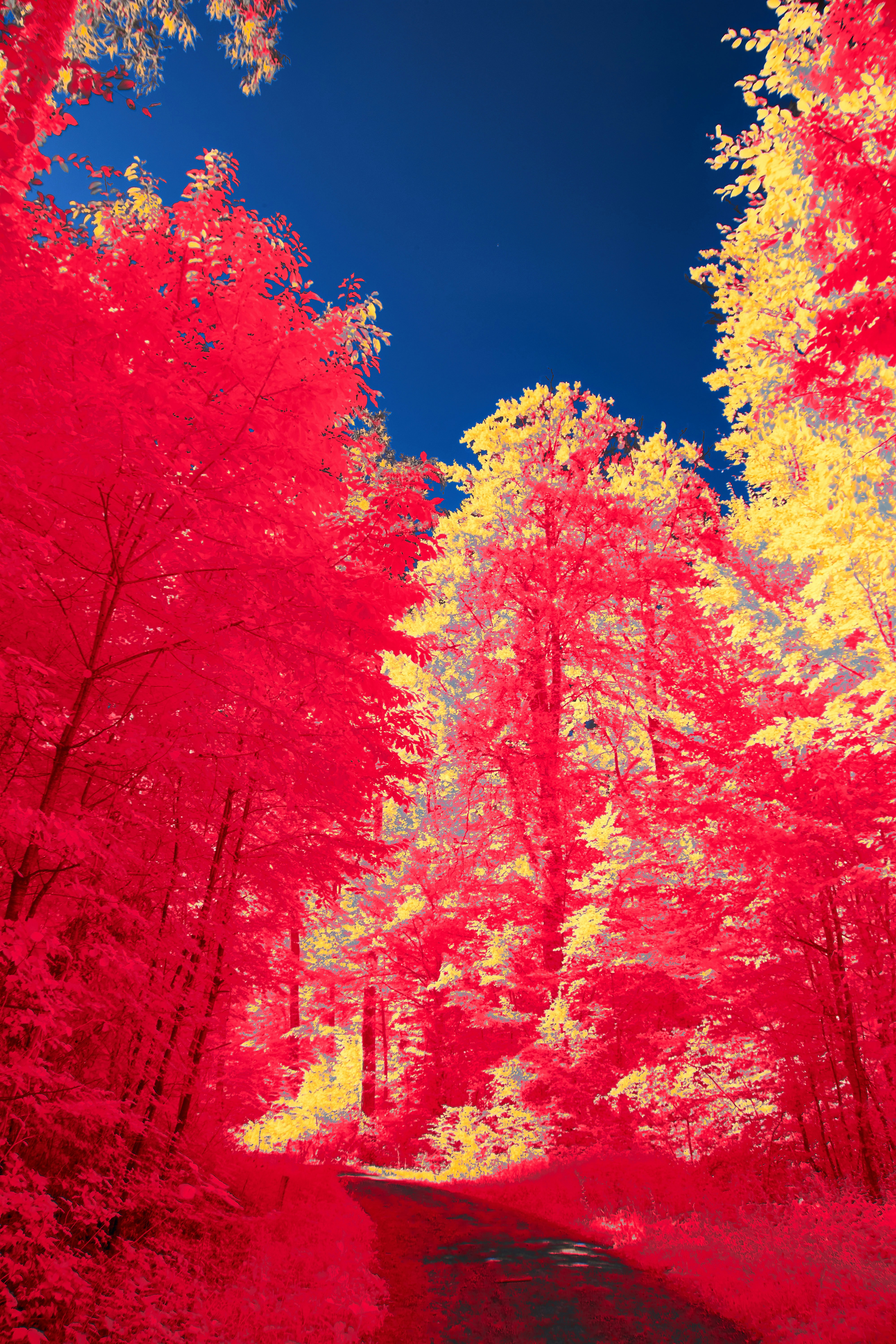 Photo by wolfgang_hasselmann