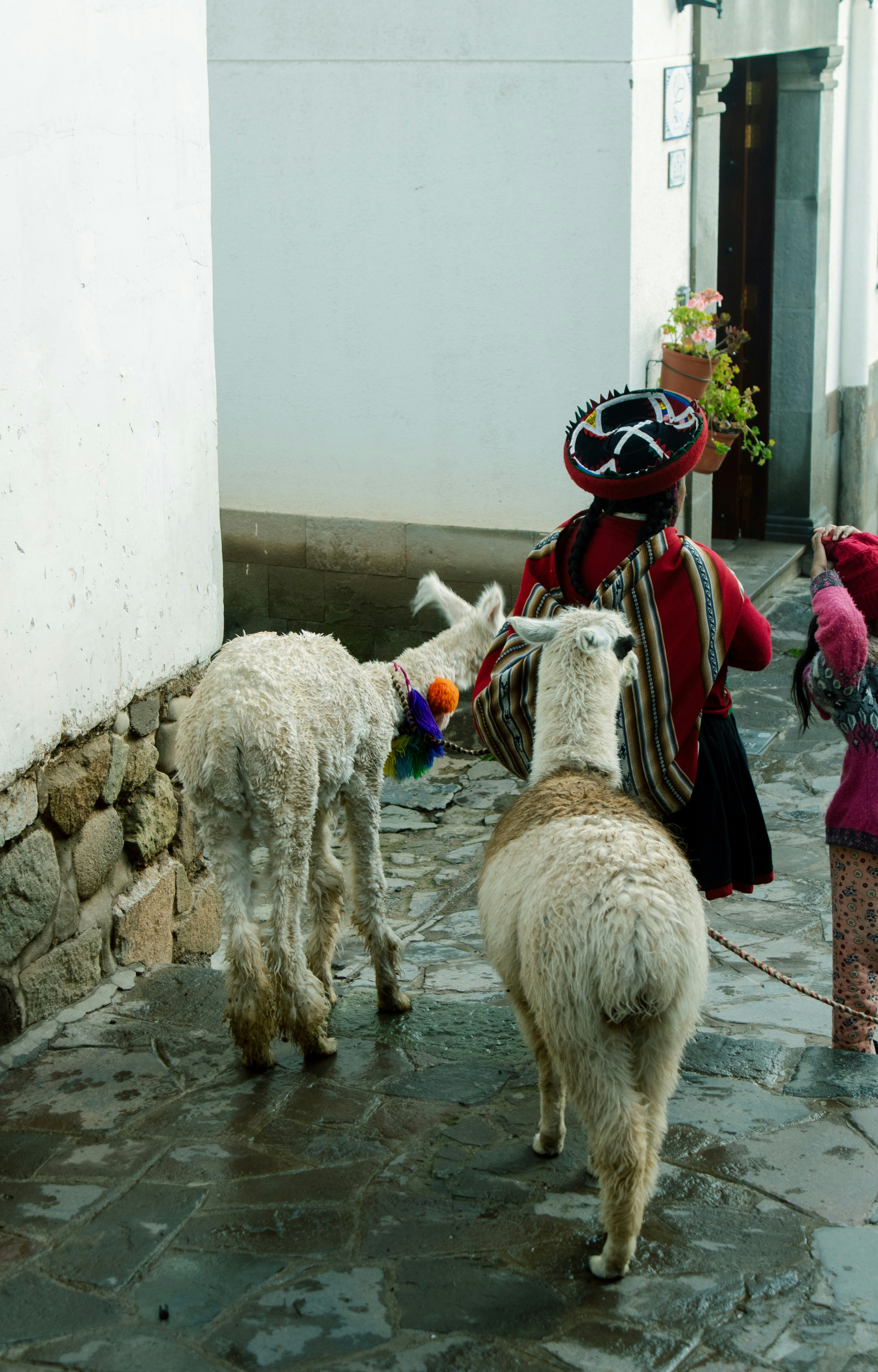 A group of llamas walking down a street