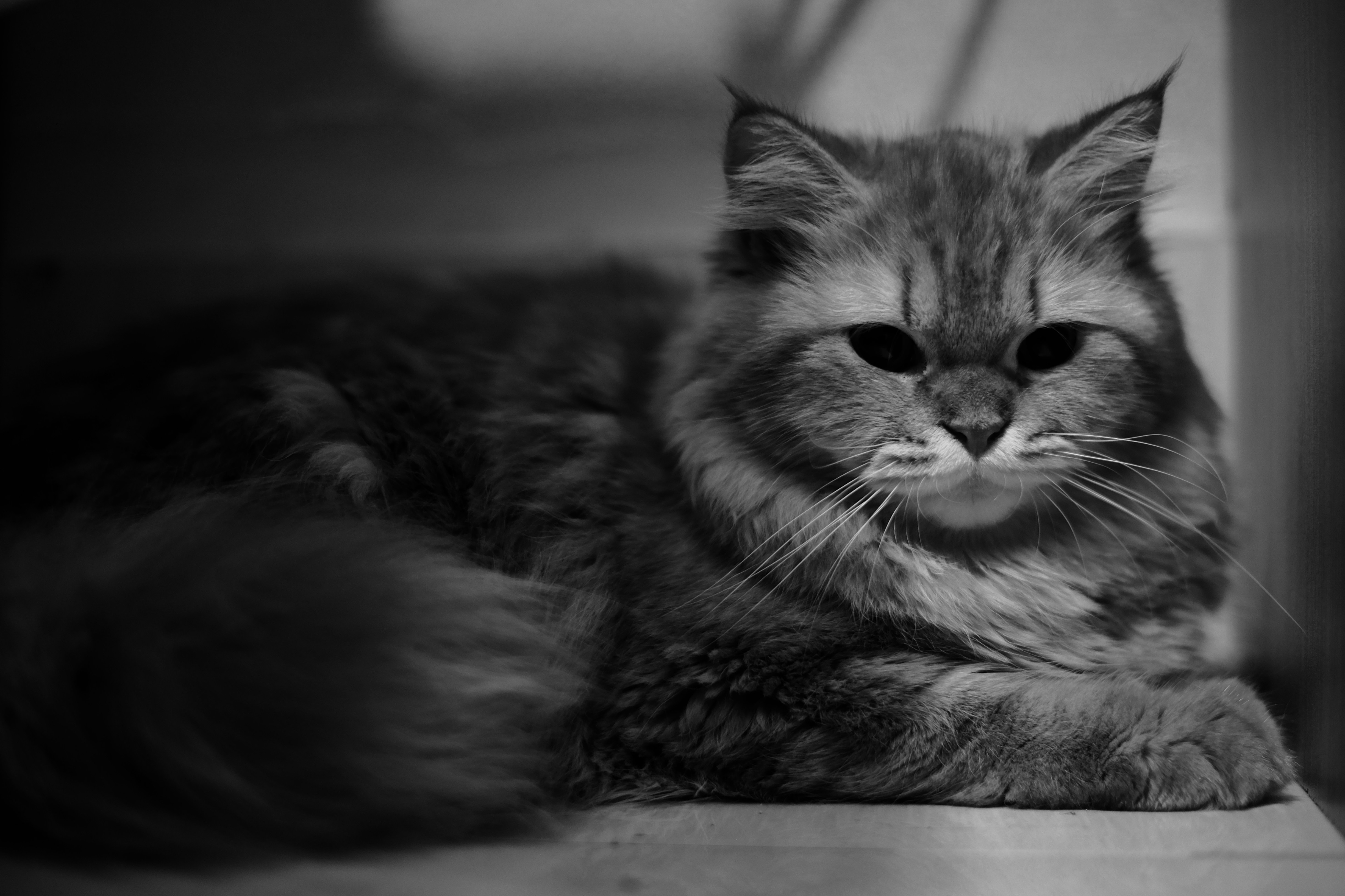 Photo by yeasirahmed